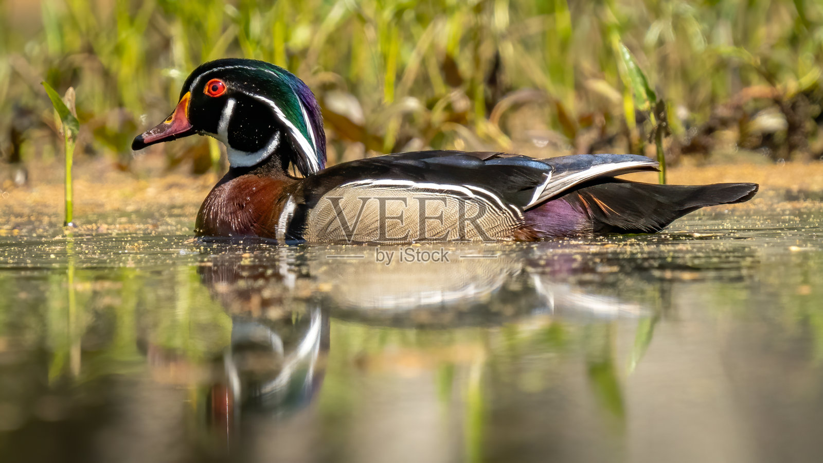 弗吉尼亚州亨特利草地公园的木鸭照片摄影图片
