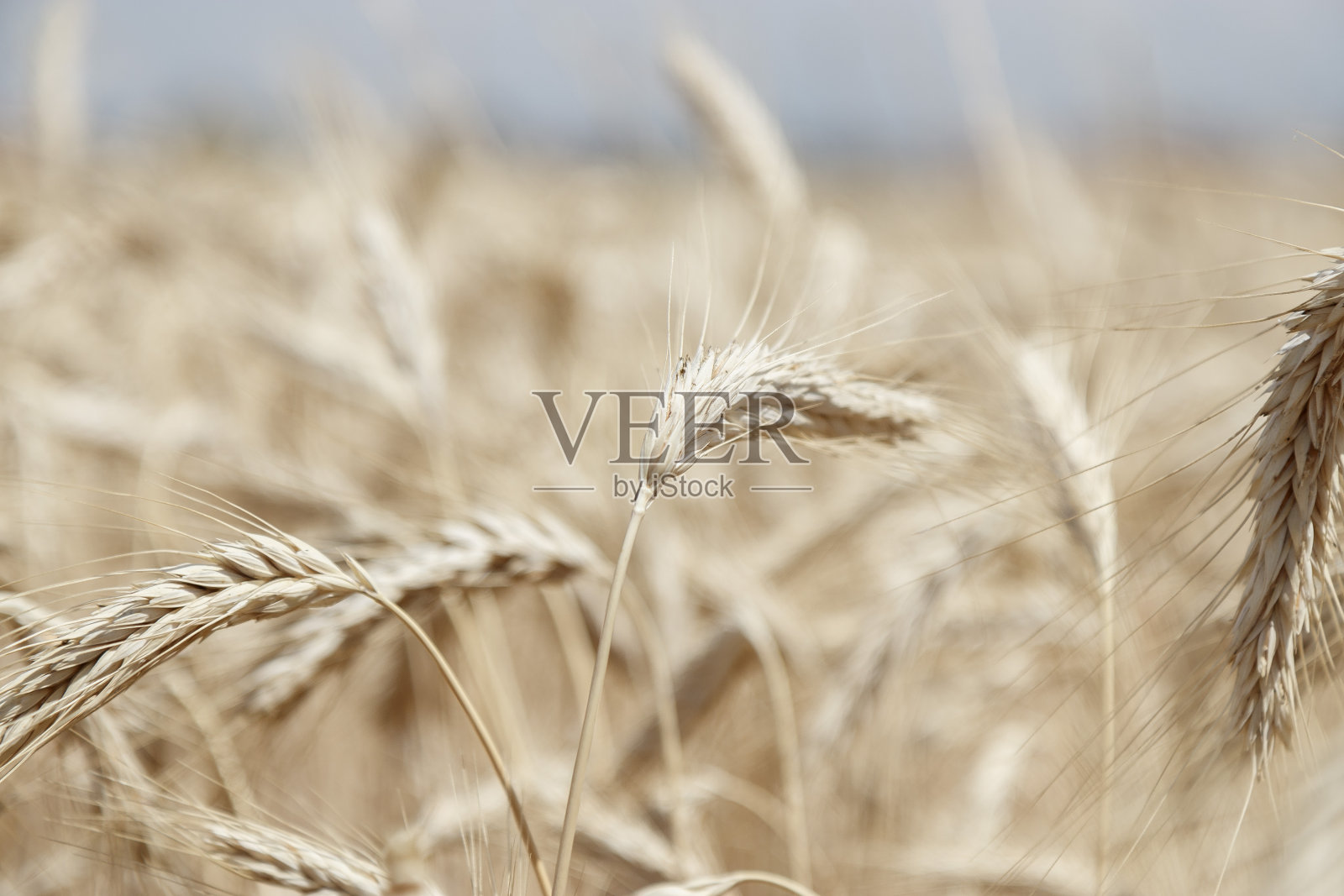 作物领域的细节照片摄影图片