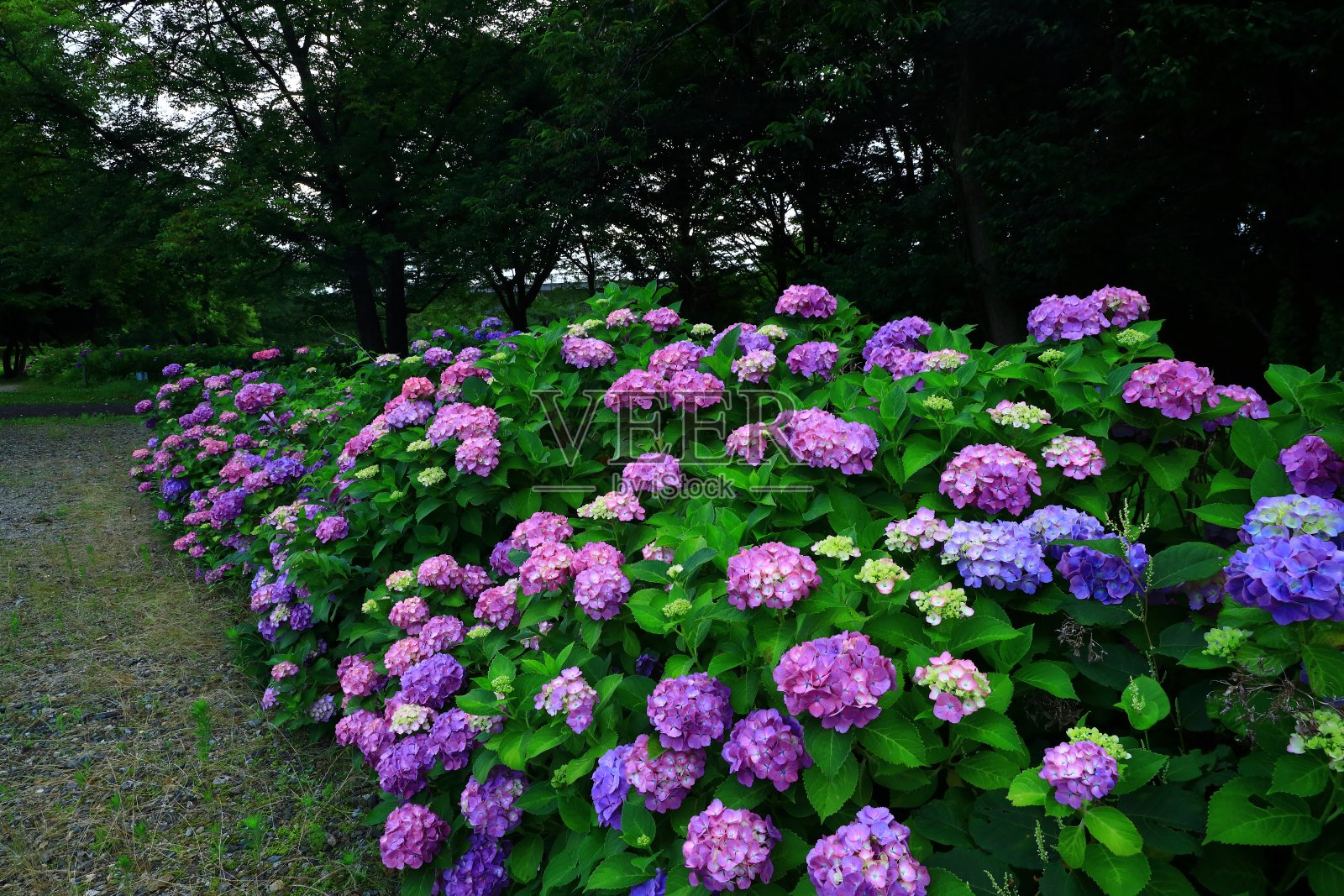 在森林里盛开的绣球花照片摄影图片