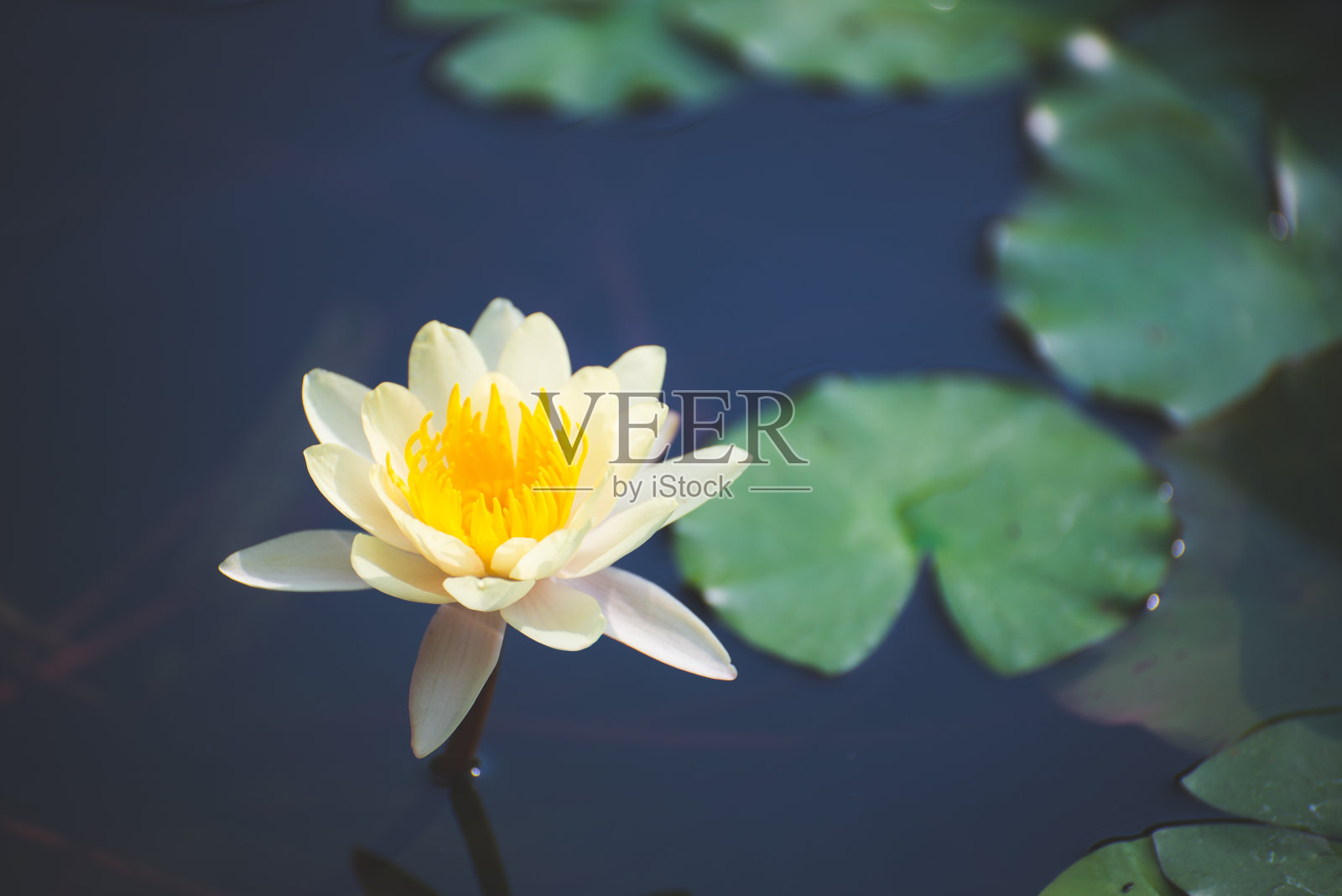 在花园室外的自然环境中,有阳光的池塘里,黄色的荷花或睡莲盛开。照片摄影图片