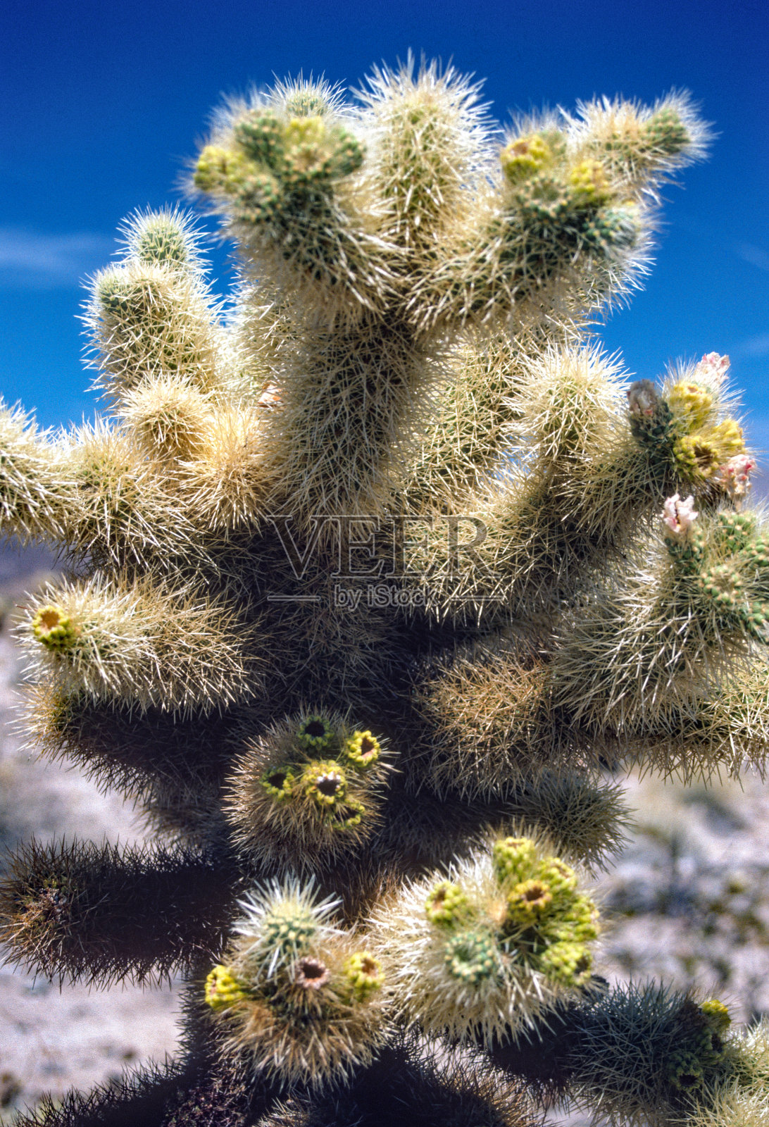 约书亚树NP -全拉仙人掌特写- 1987照片摄影图片