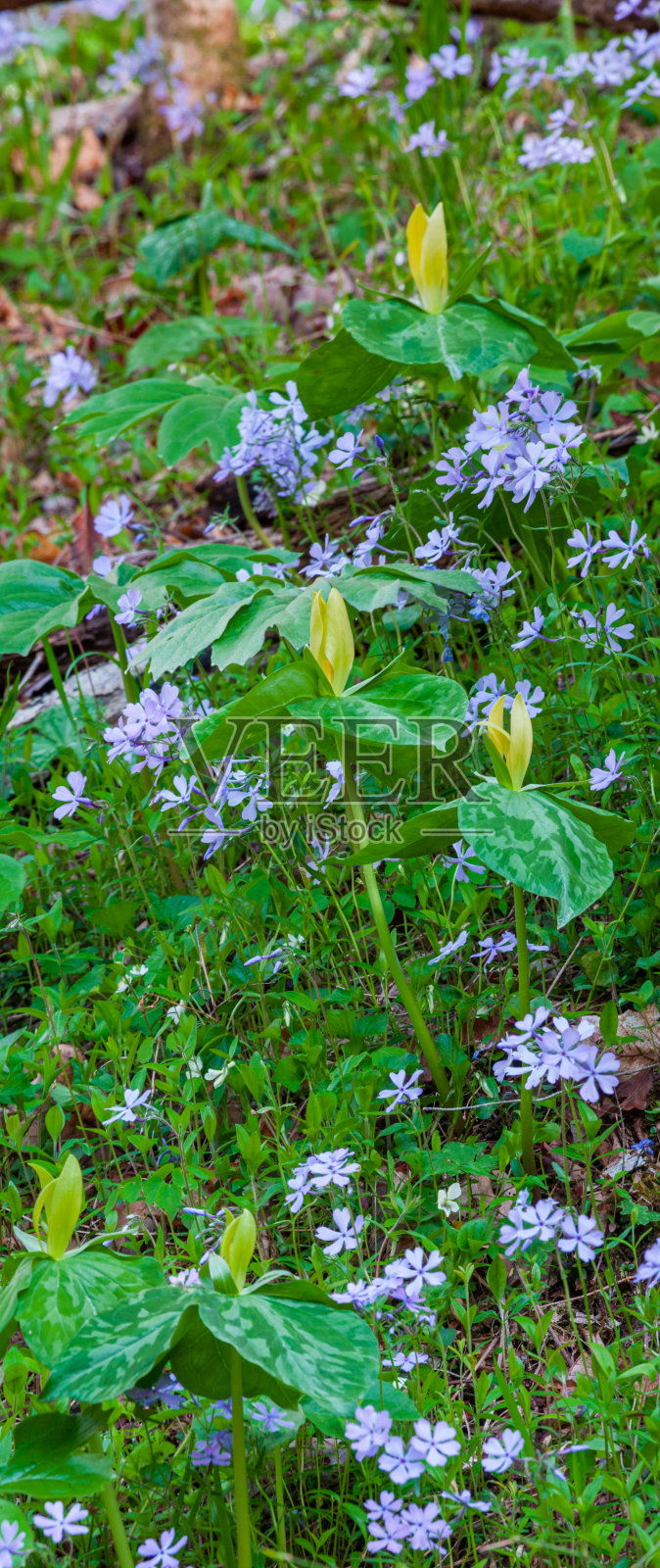 野花,Whiteoak水槽照片摄影图片