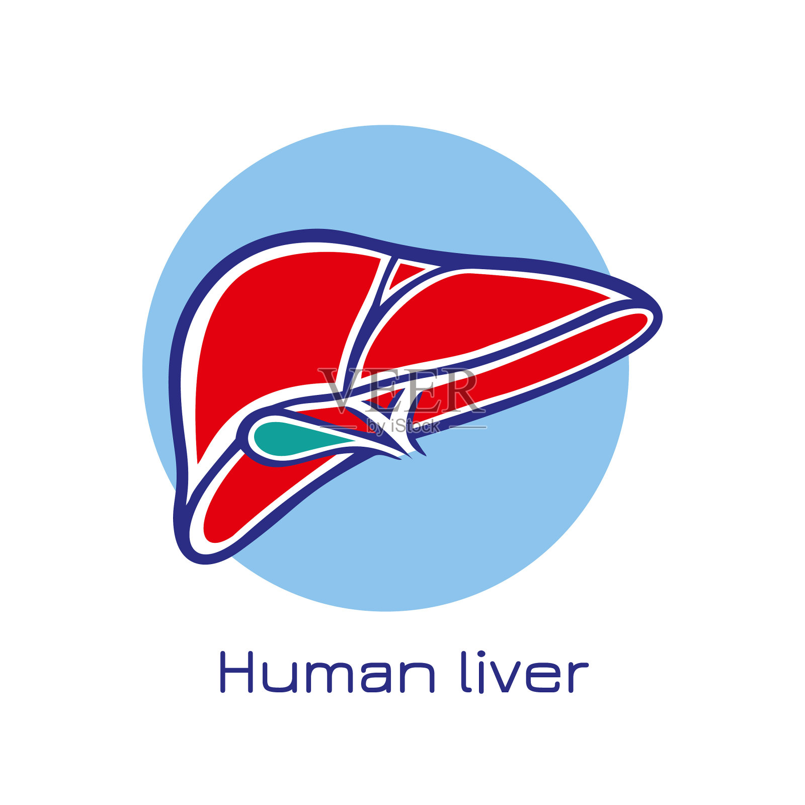 器官插画图片素材