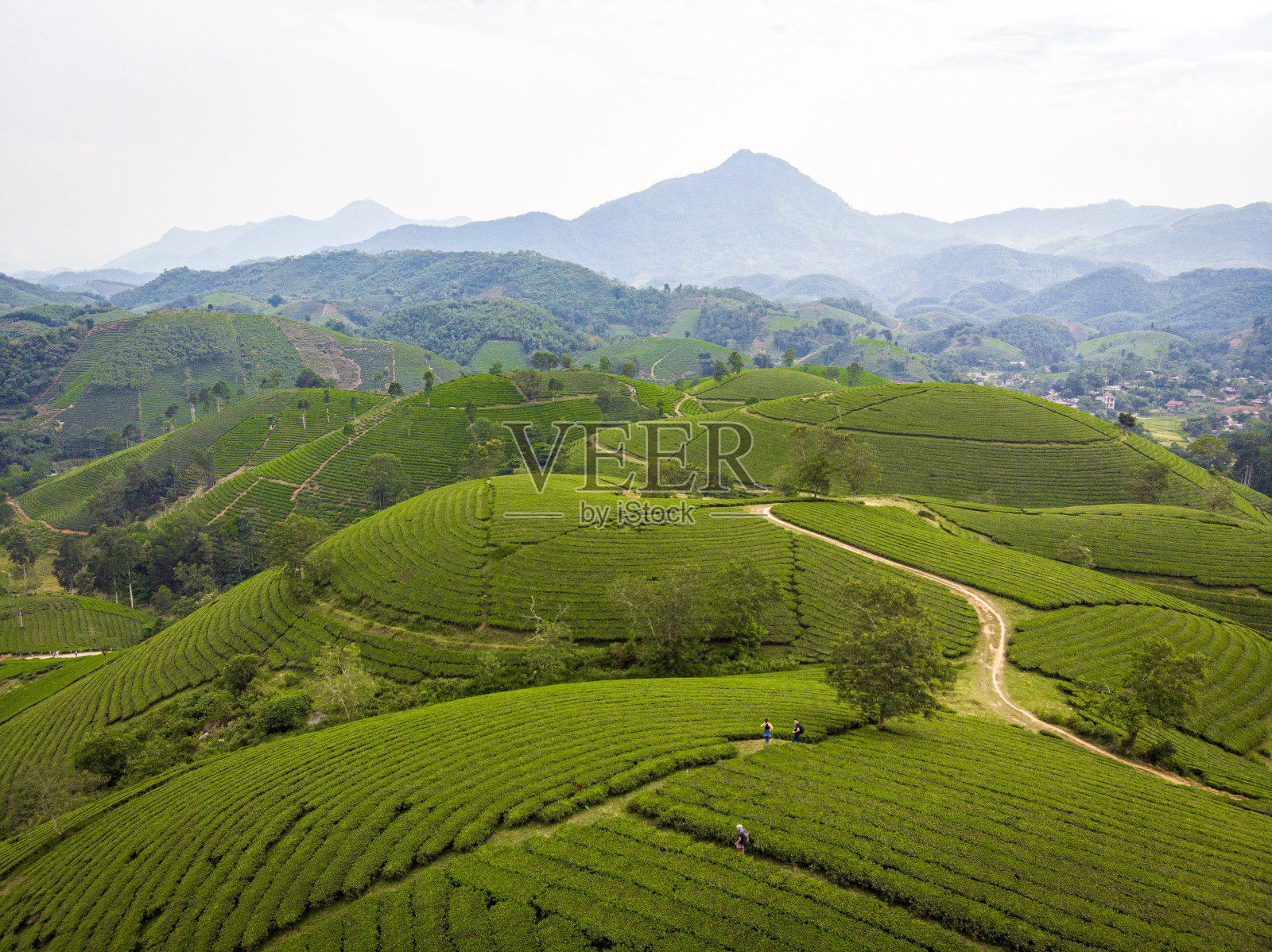 越南北部的富寿省有不错的茶园照片摄影图片