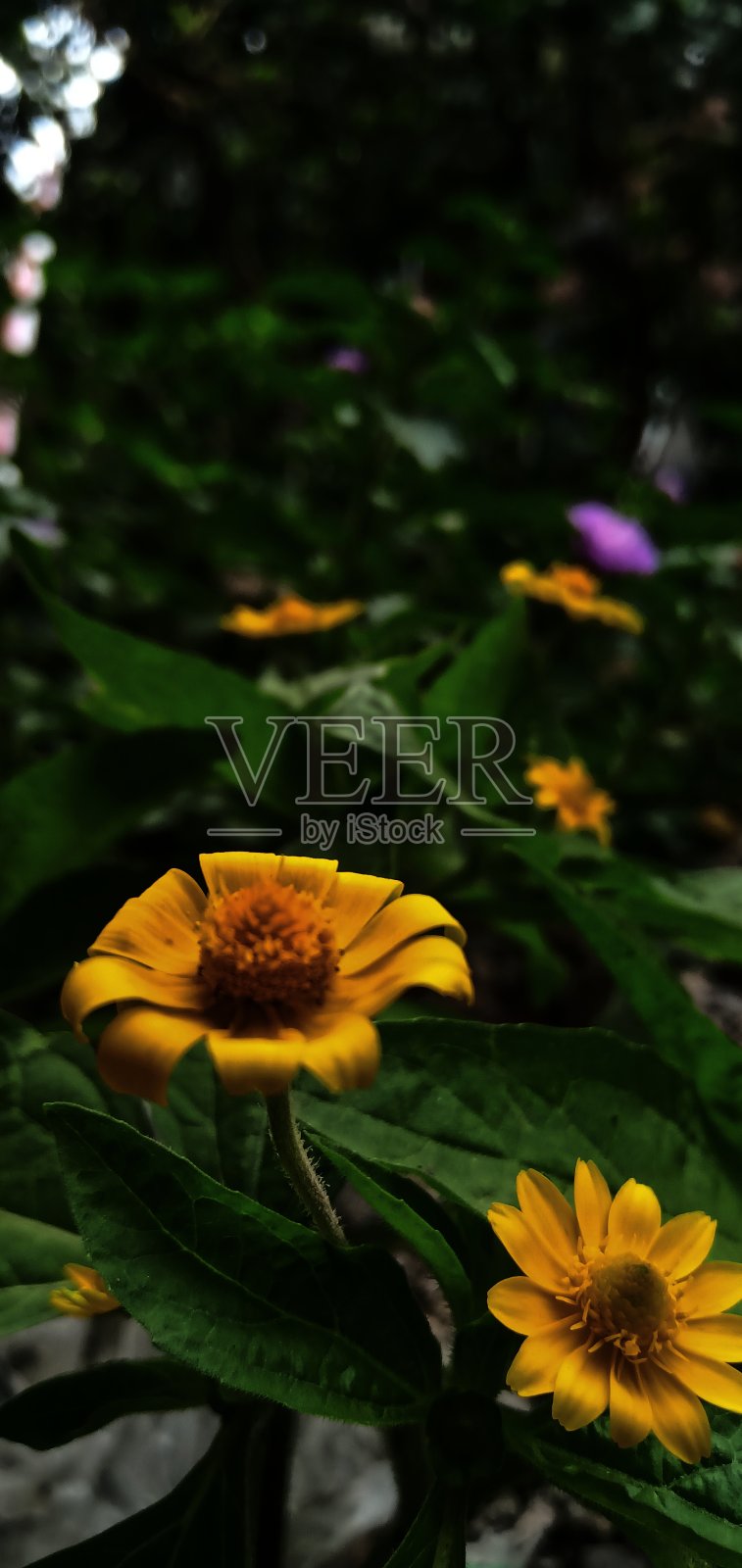 花照片摄影图片