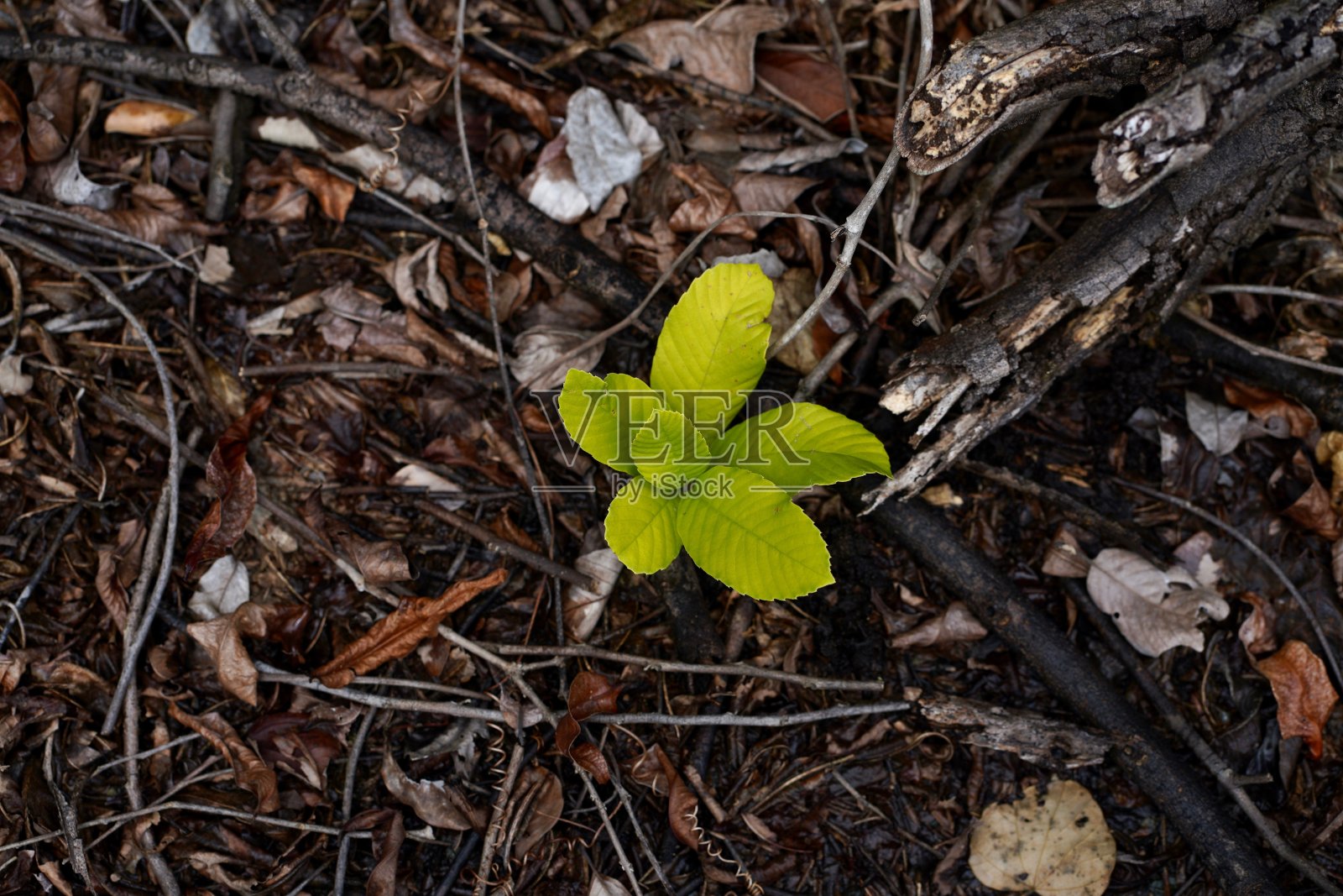 绿色的树叶照片摄影图片
