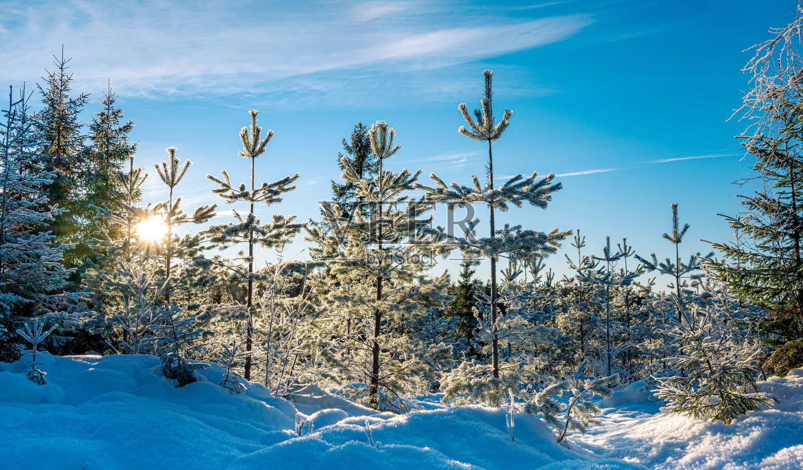 瑞典——夕阳下雪地里的小云杉照片摄影图片