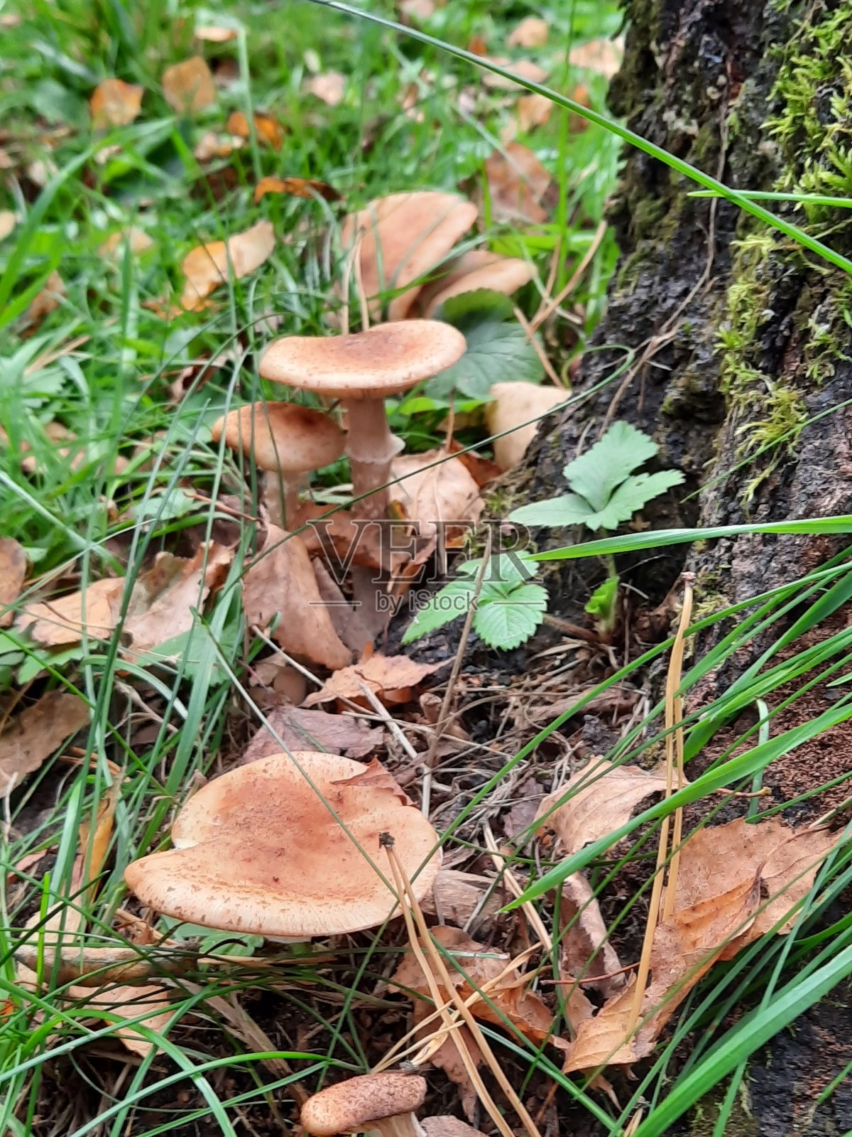 蘑菇照片摄影图片
