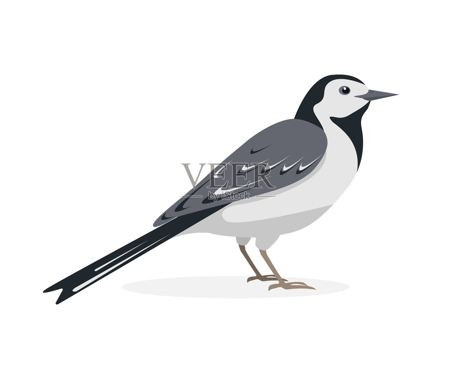 白色鹡鸰鸟日本斑纹图标孤立设计元素图片