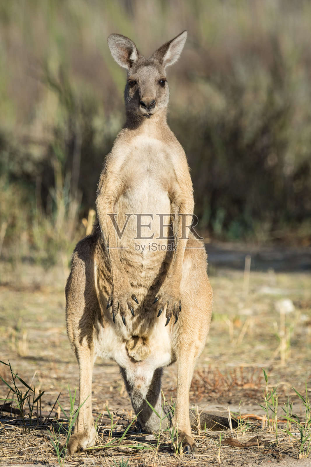 灰色袋鼠巴克照片摄影图片