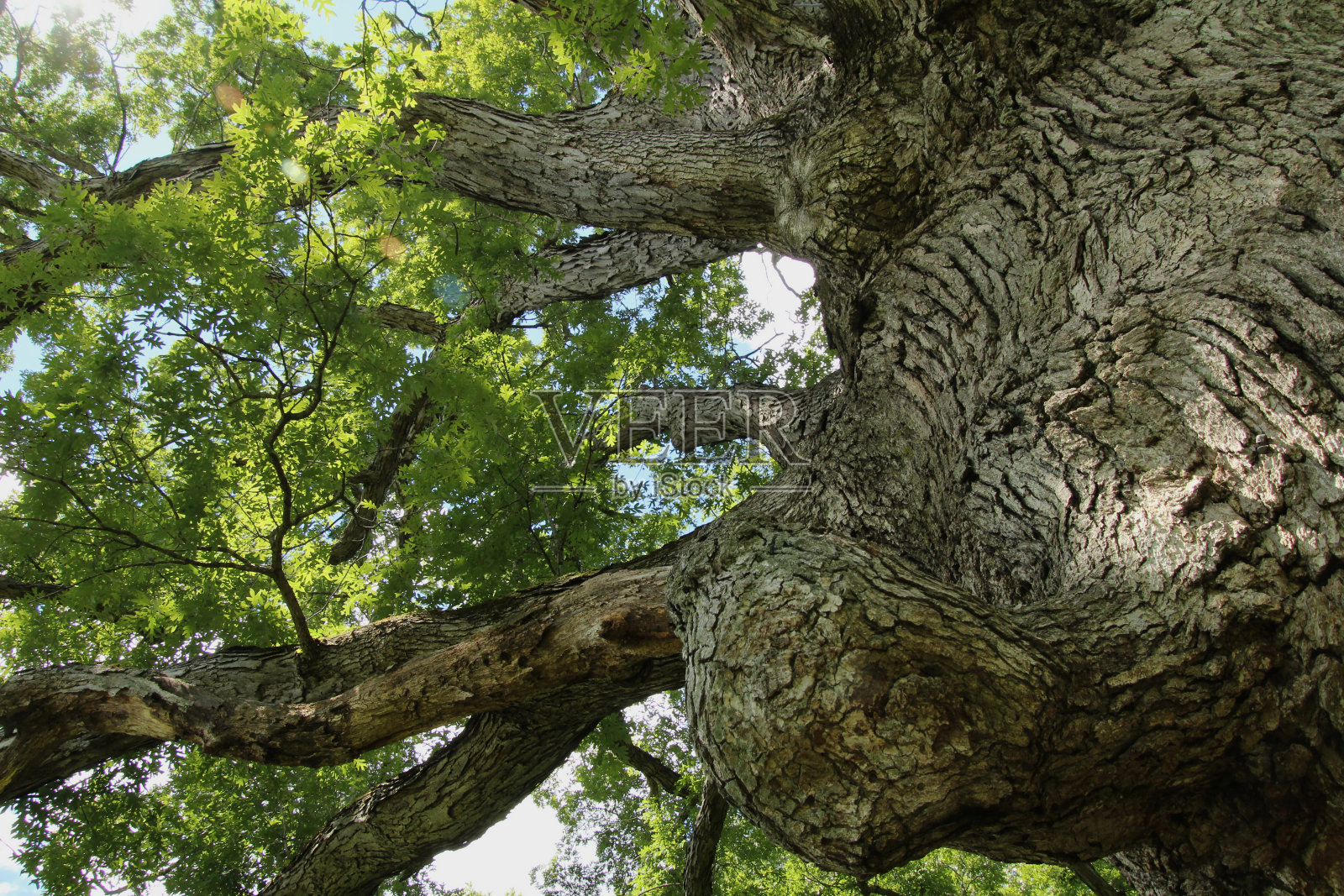 飞向天空照片摄影图片