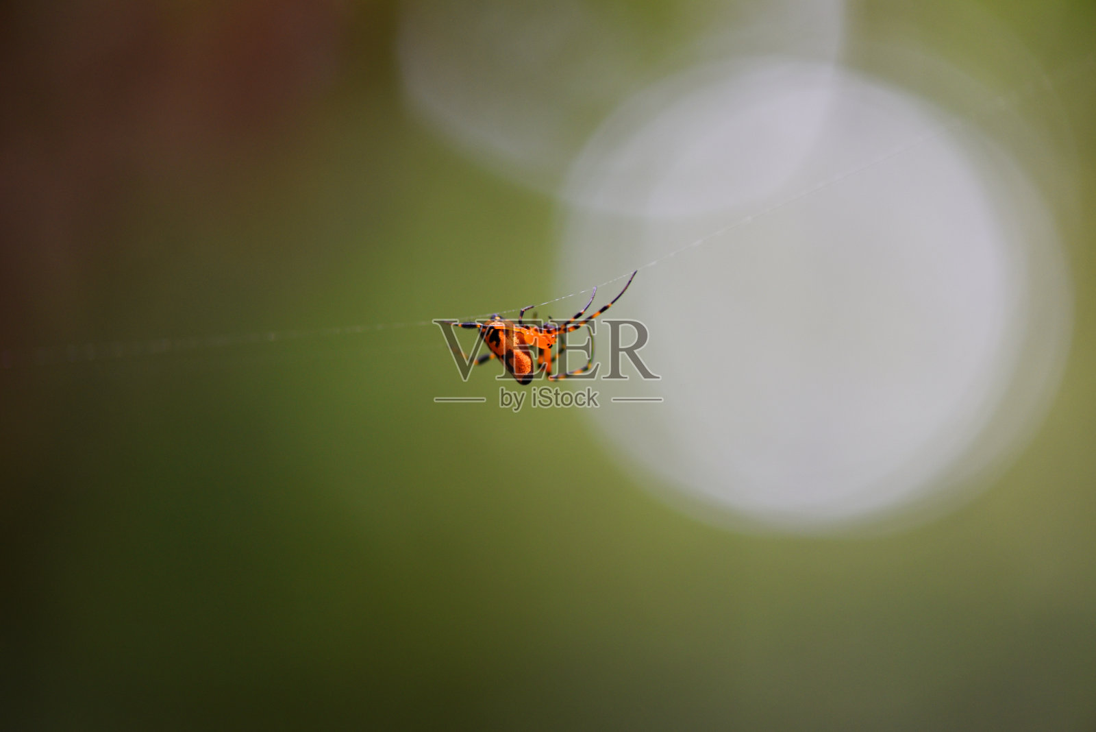 东南亚泰国多种蜘蛛照片摄影图片