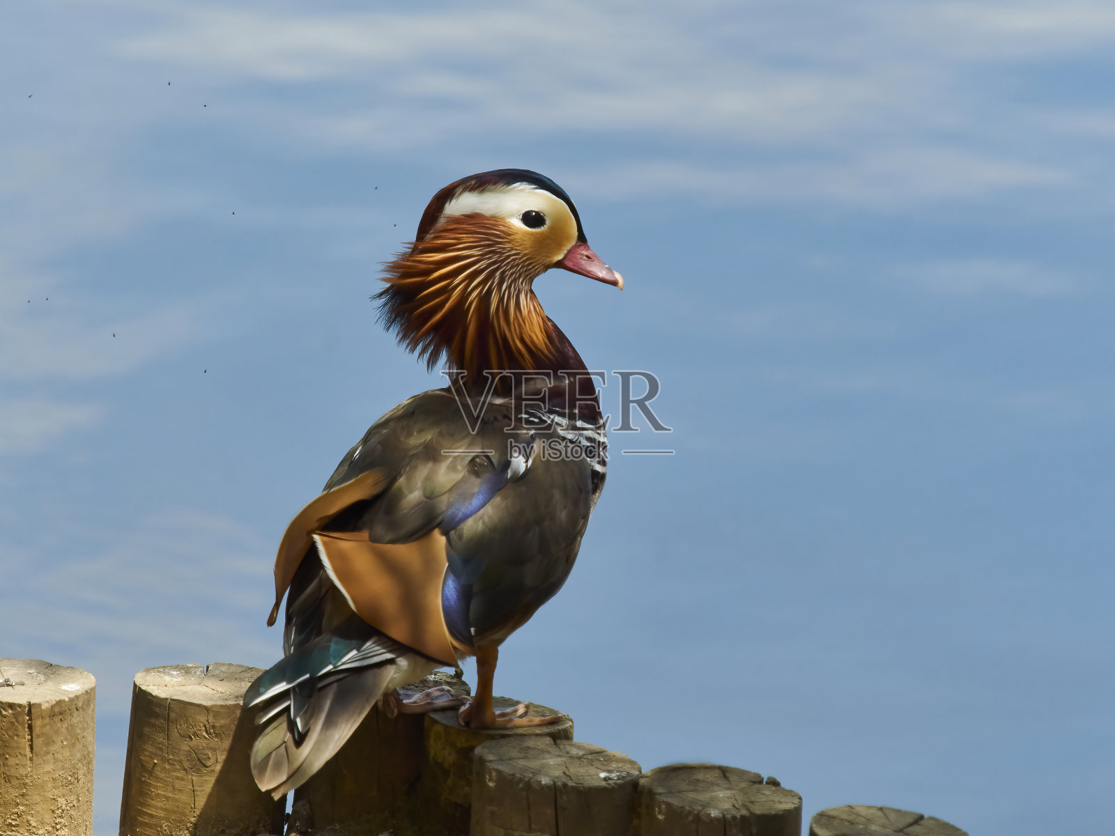 摆姿势照片摄影图片