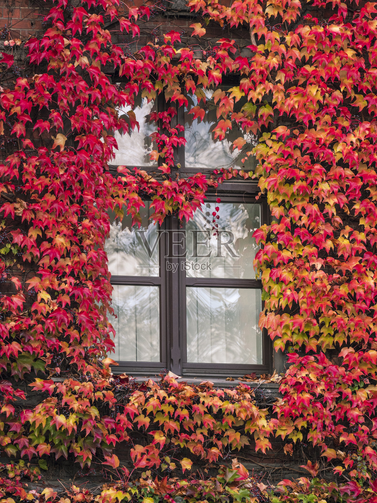 窗户上爬满了五颜六色的常春藤照片摄影图片