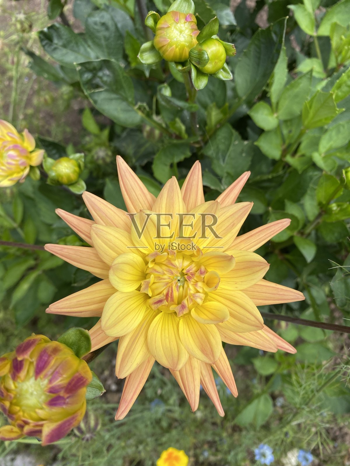 黄色和粉红色的大丽花头状花序照片摄影图片