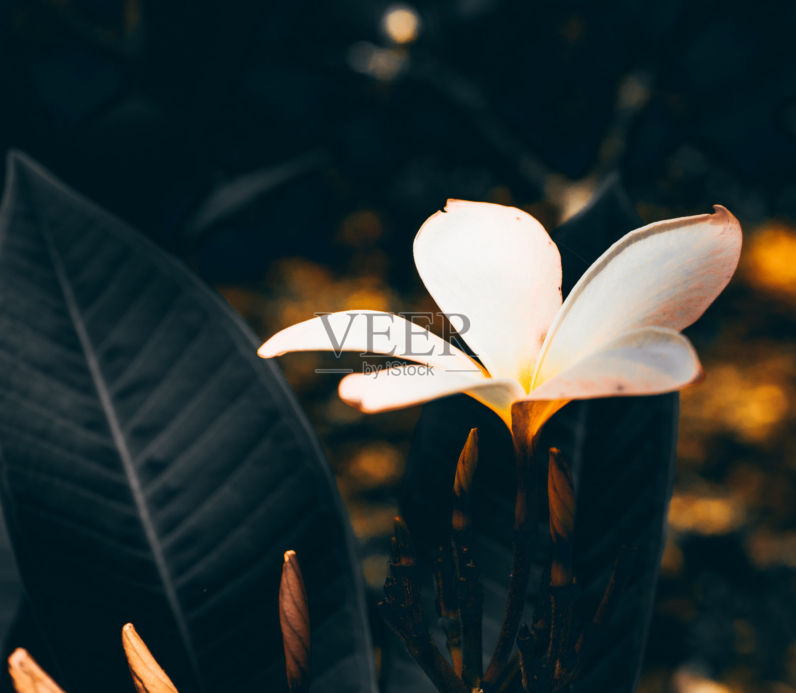 白色植物的光芒照片摄影图片