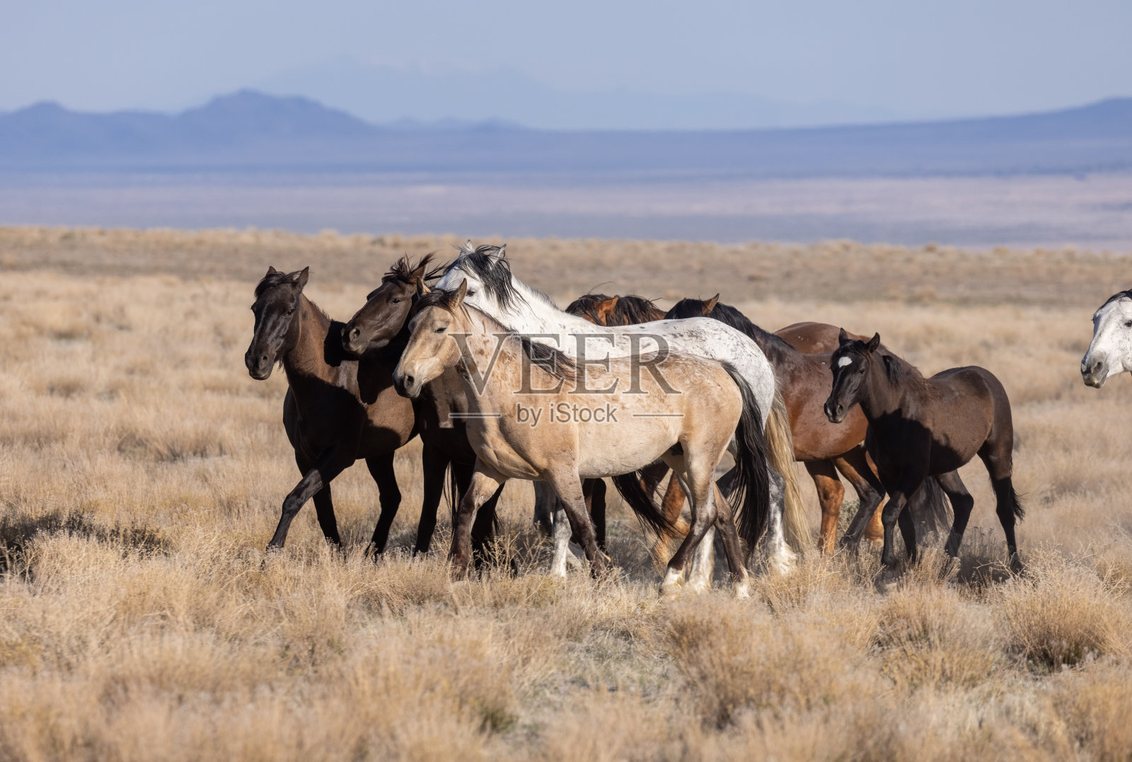 犹他州春天的野马照片摄影图片