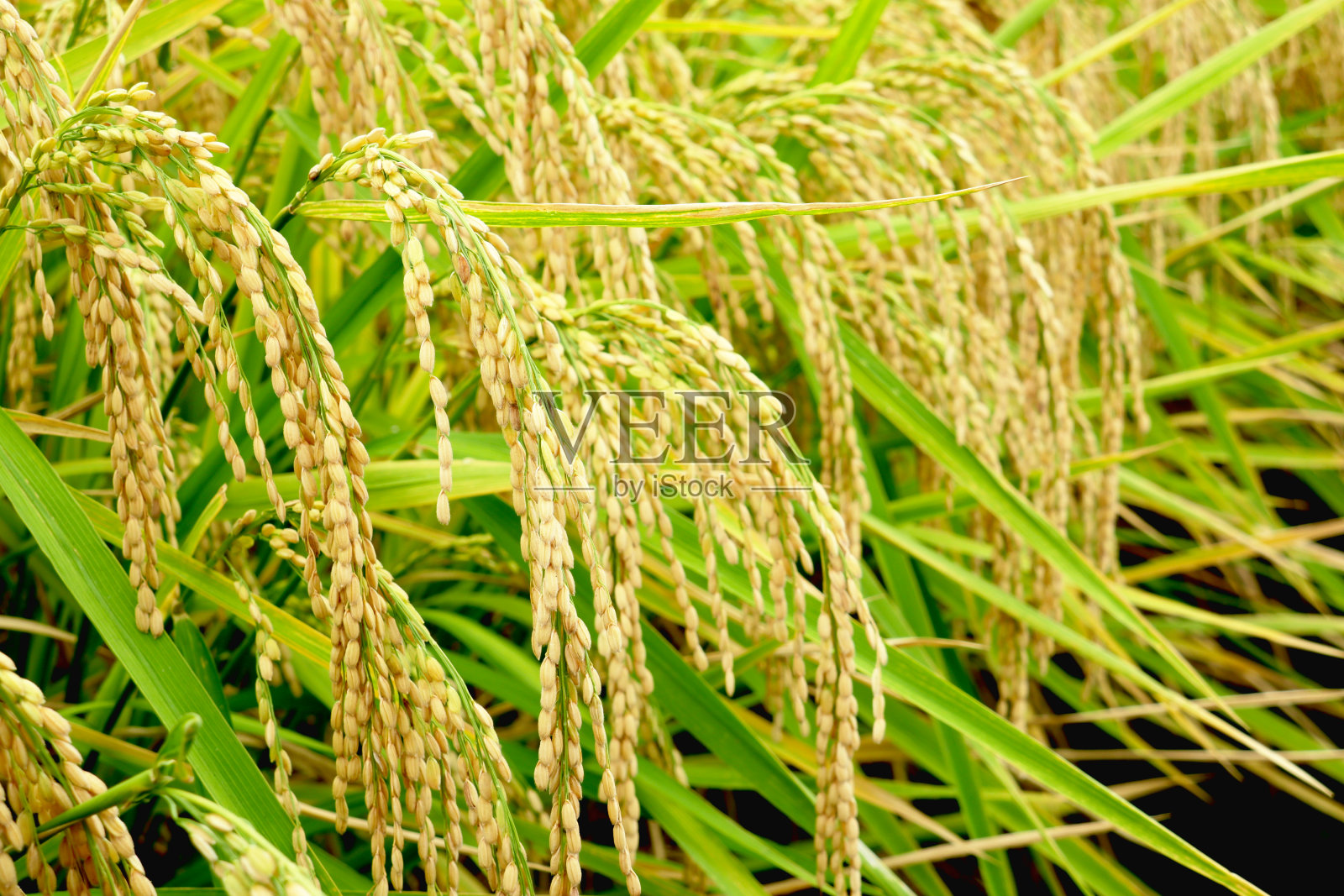 秋天,稻穗变黄,垂下了头。照片摄影图片