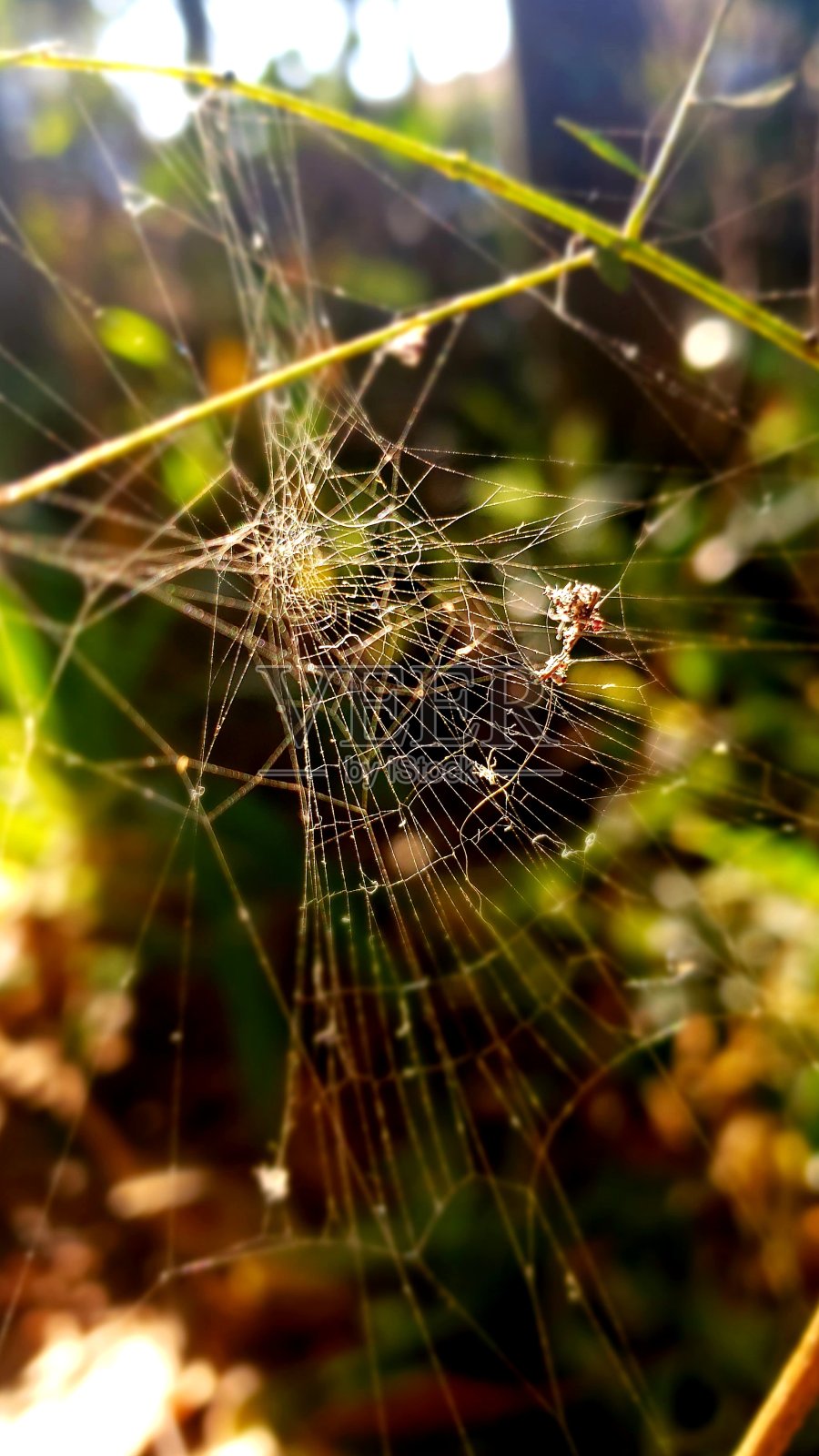 蜘蛛网照片摄影图片