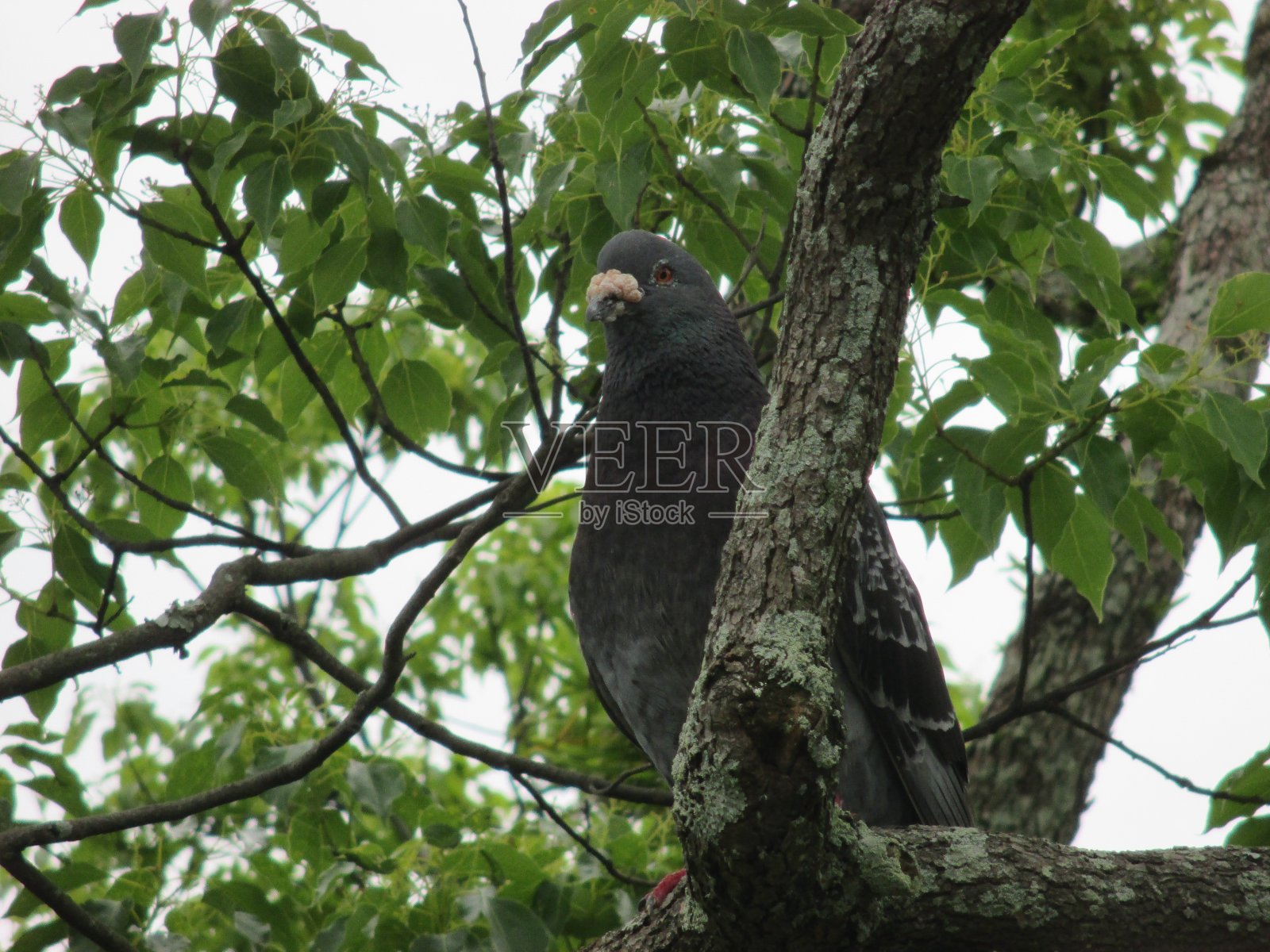 鸽子在公园的一棵树上休息它的翅膀照片摄影图片