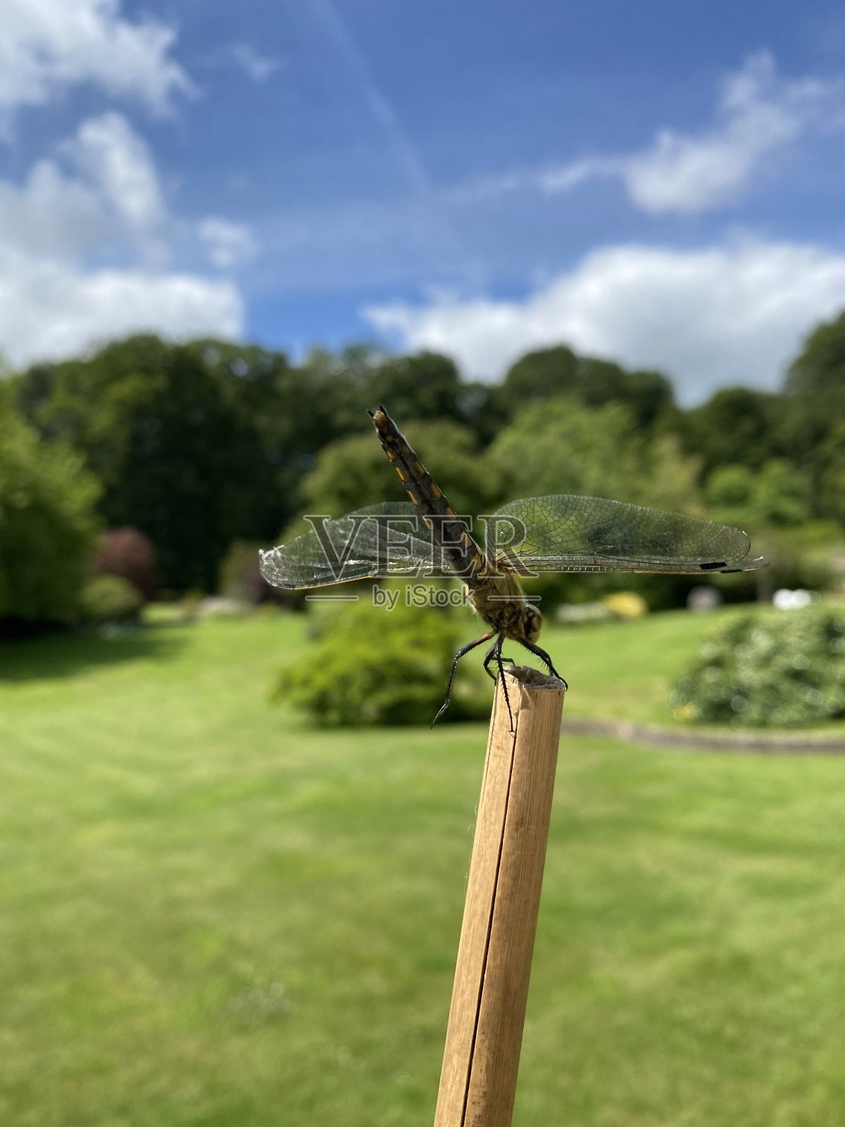 雌性黑尾蜻蜓在后面照片摄影图片