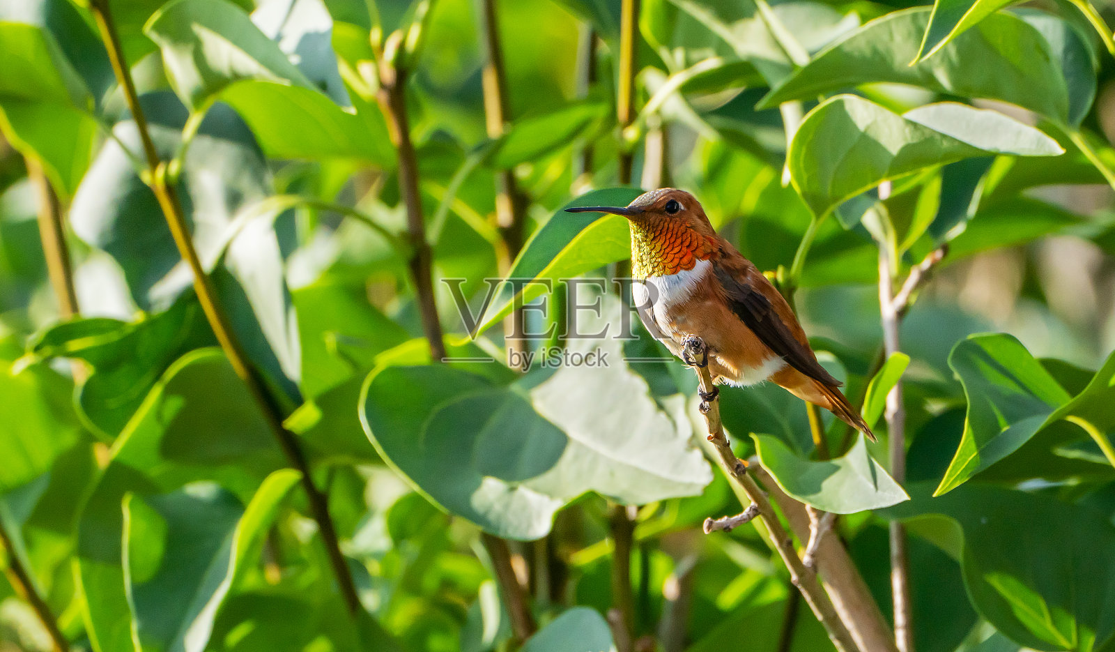 棕煌蜂鸟栖息照片摄影图片