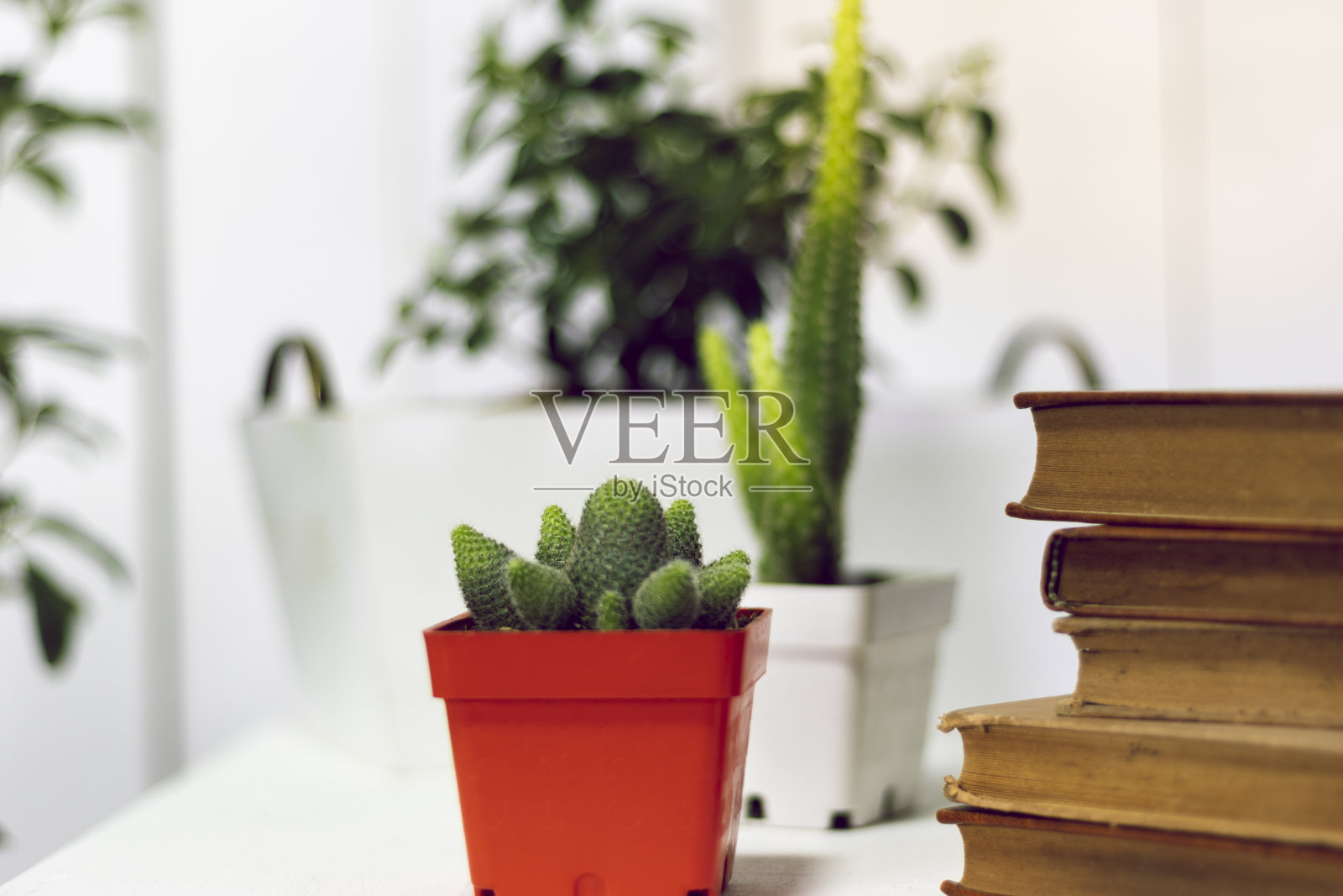 办公室、书籍、植物和在家工作照片摄影图片