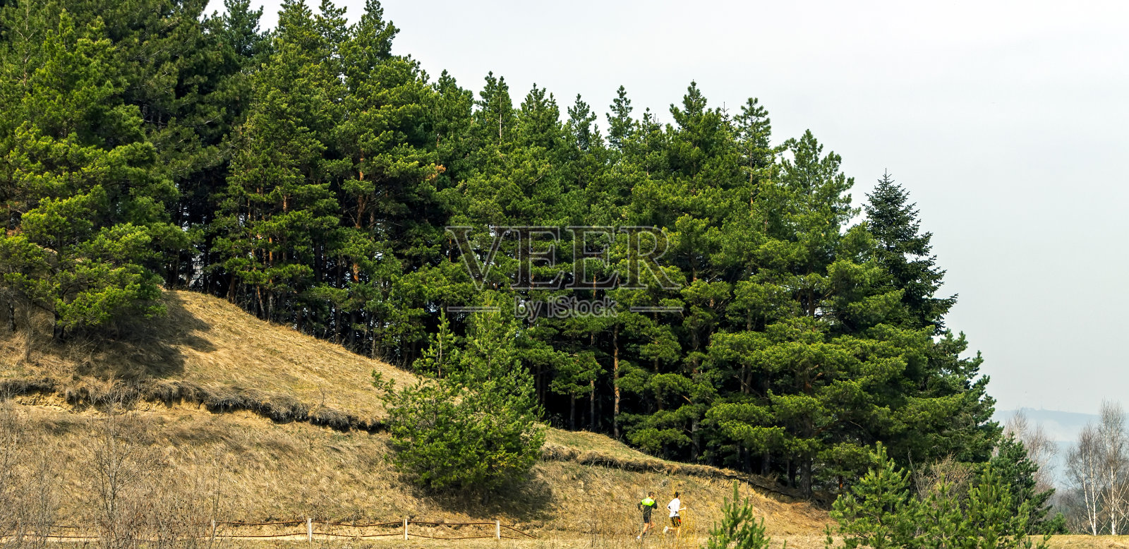 景观树。照片摄影图片