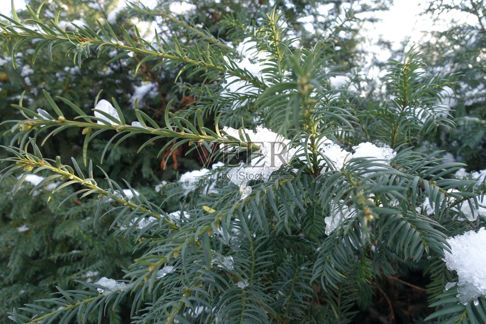 12月紫杉树枝上的雪照片摄影图片