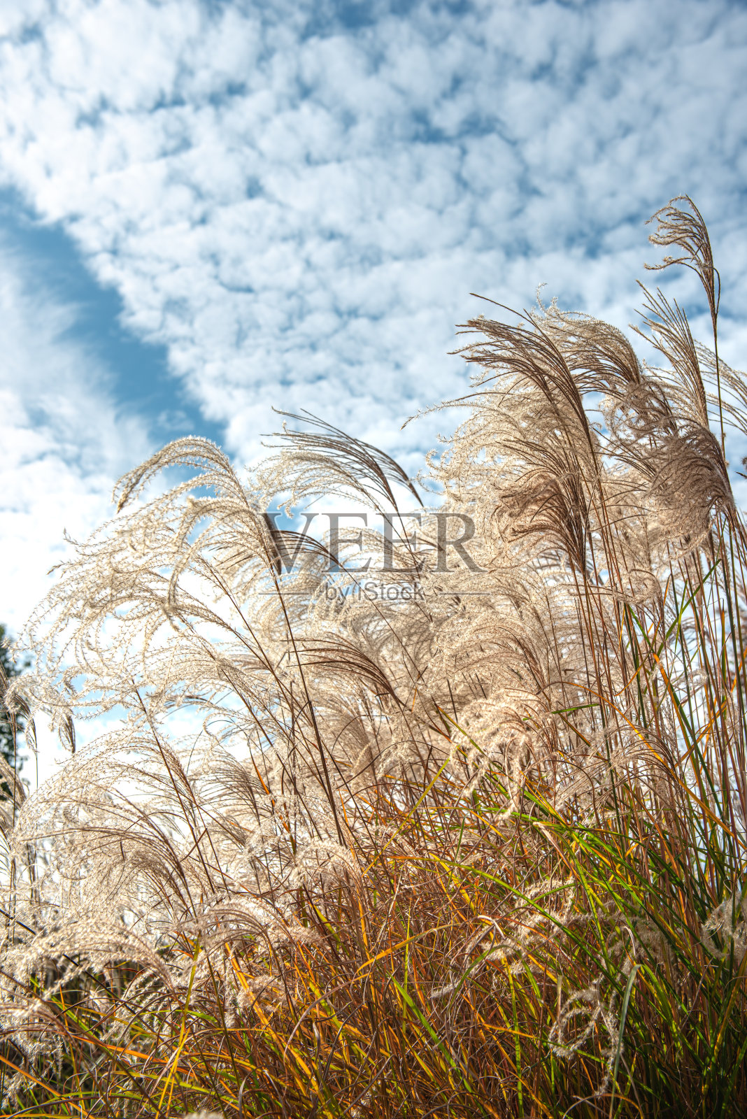 秋天,公园俯视着芦苇照片摄影图片
