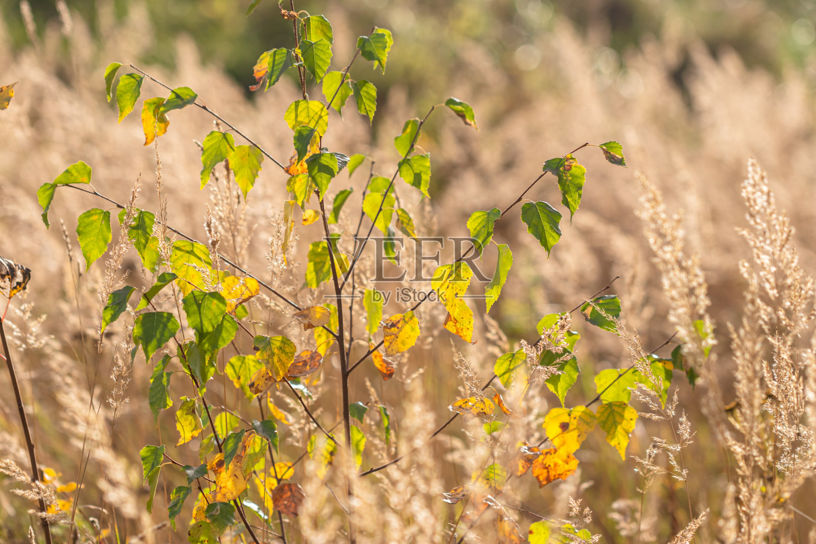 秋光中的田野照片摄影图片