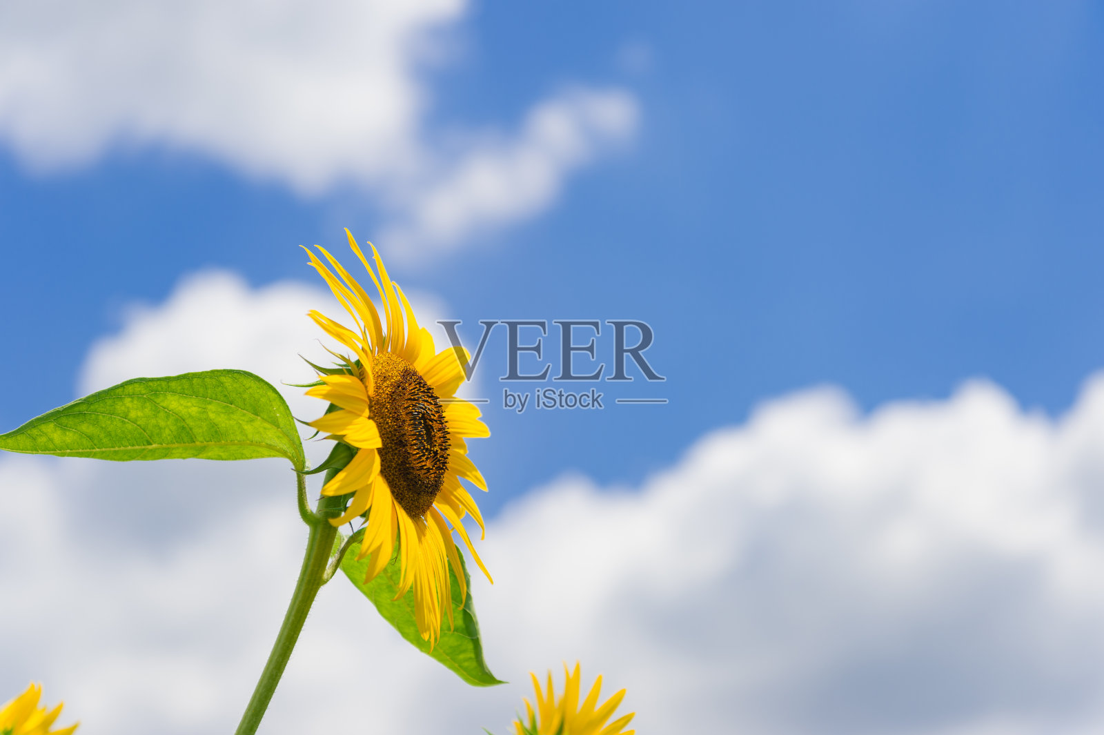 东京武藏村山市盛开着许多向日葵。照片摄影图片