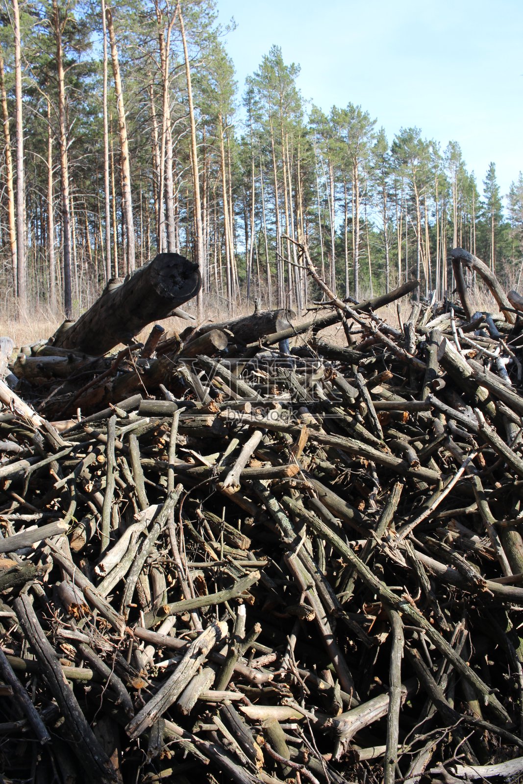折断的干树用树枝在森林里生火从枯木柴火照片摄影图片