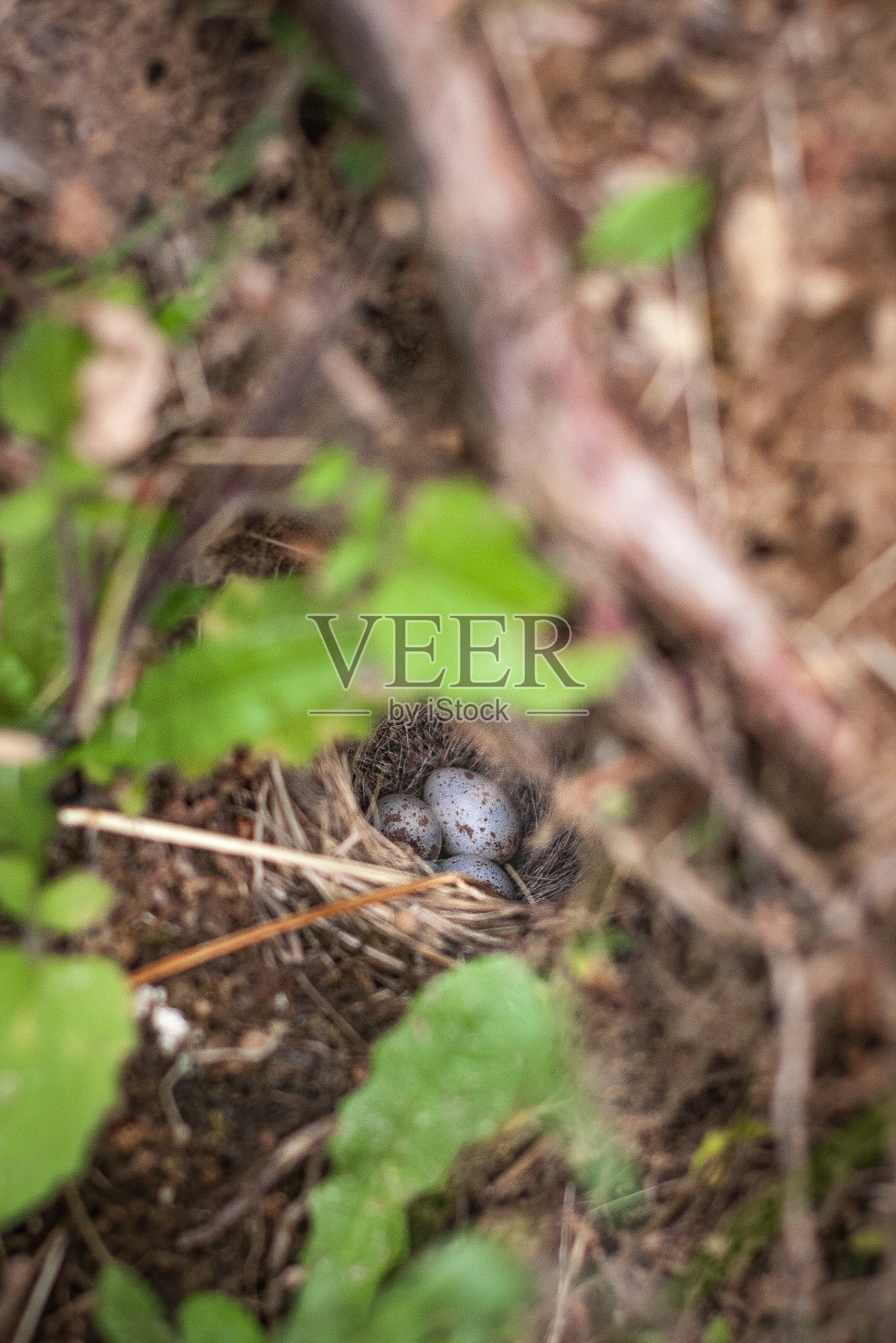 隐藏的巢照片摄影图片