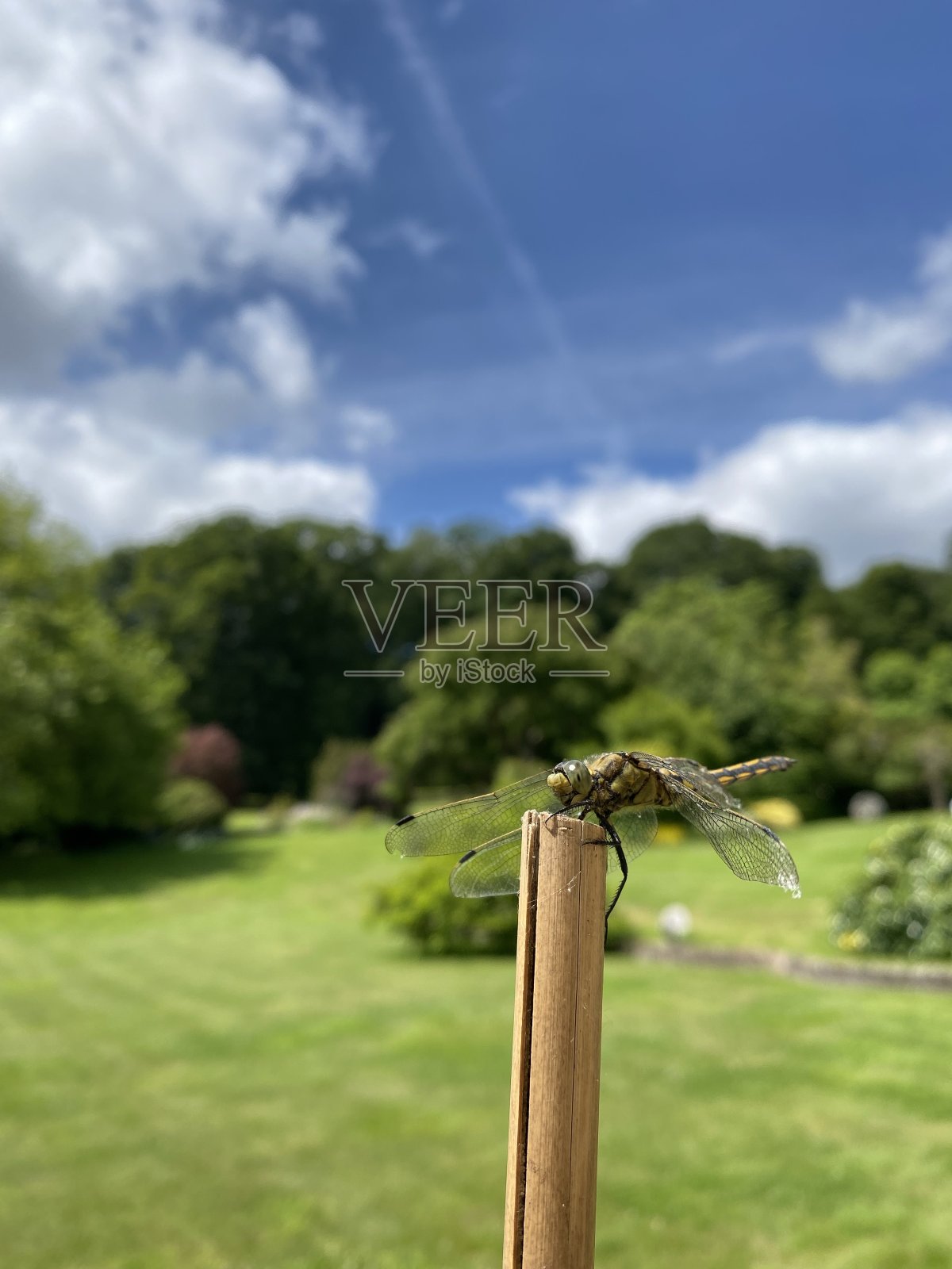 雌性黑尾蜻蜓照片摄影图片