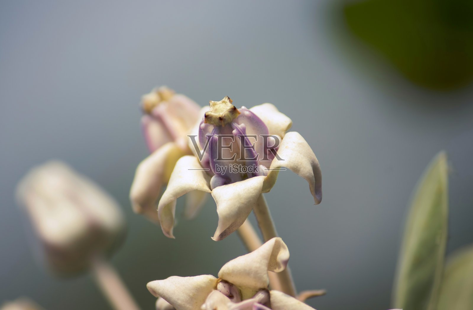 大红花或皇冠花,完美的墙纸照片摄影图片