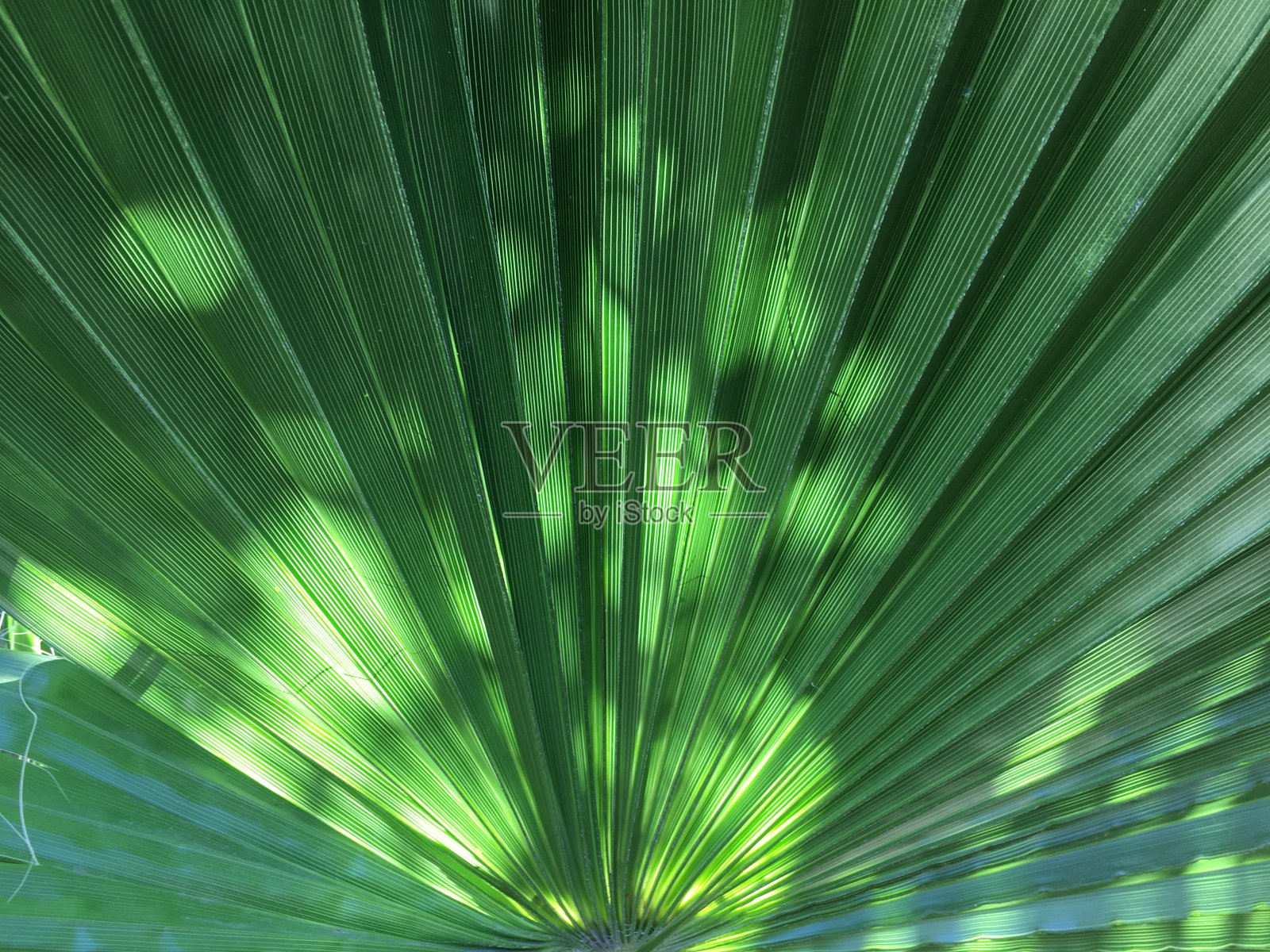 阳光在绿色的大棕榈树上形成图案照片摄影图片