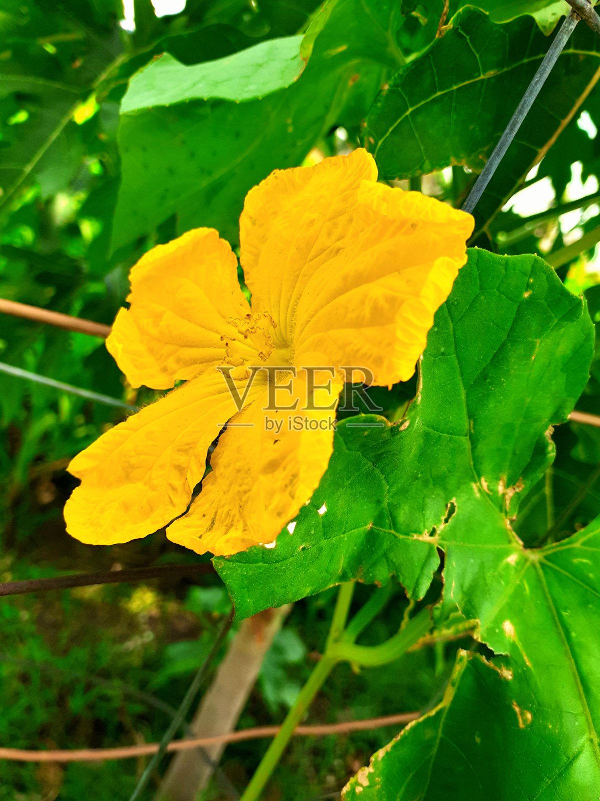 花照片摄影图片