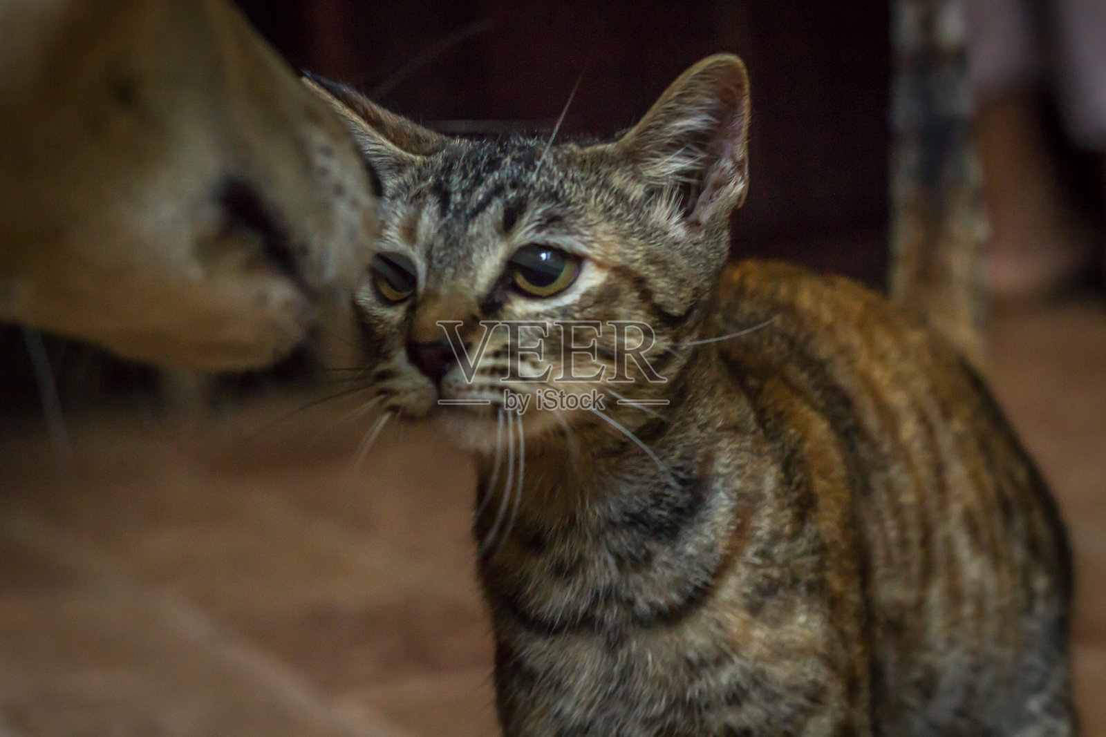 猫狗嗅探照片摄影图片