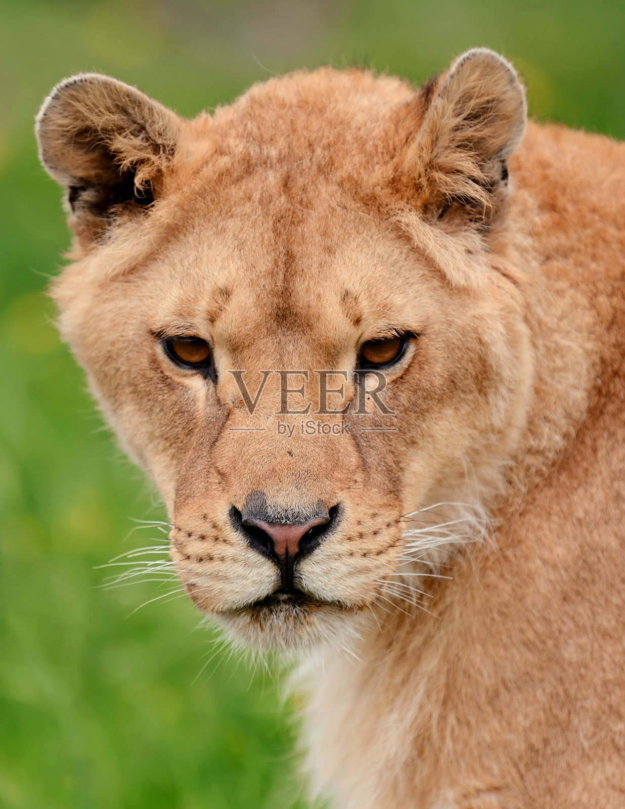 年轻的狮子在绿草中照片摄影图片