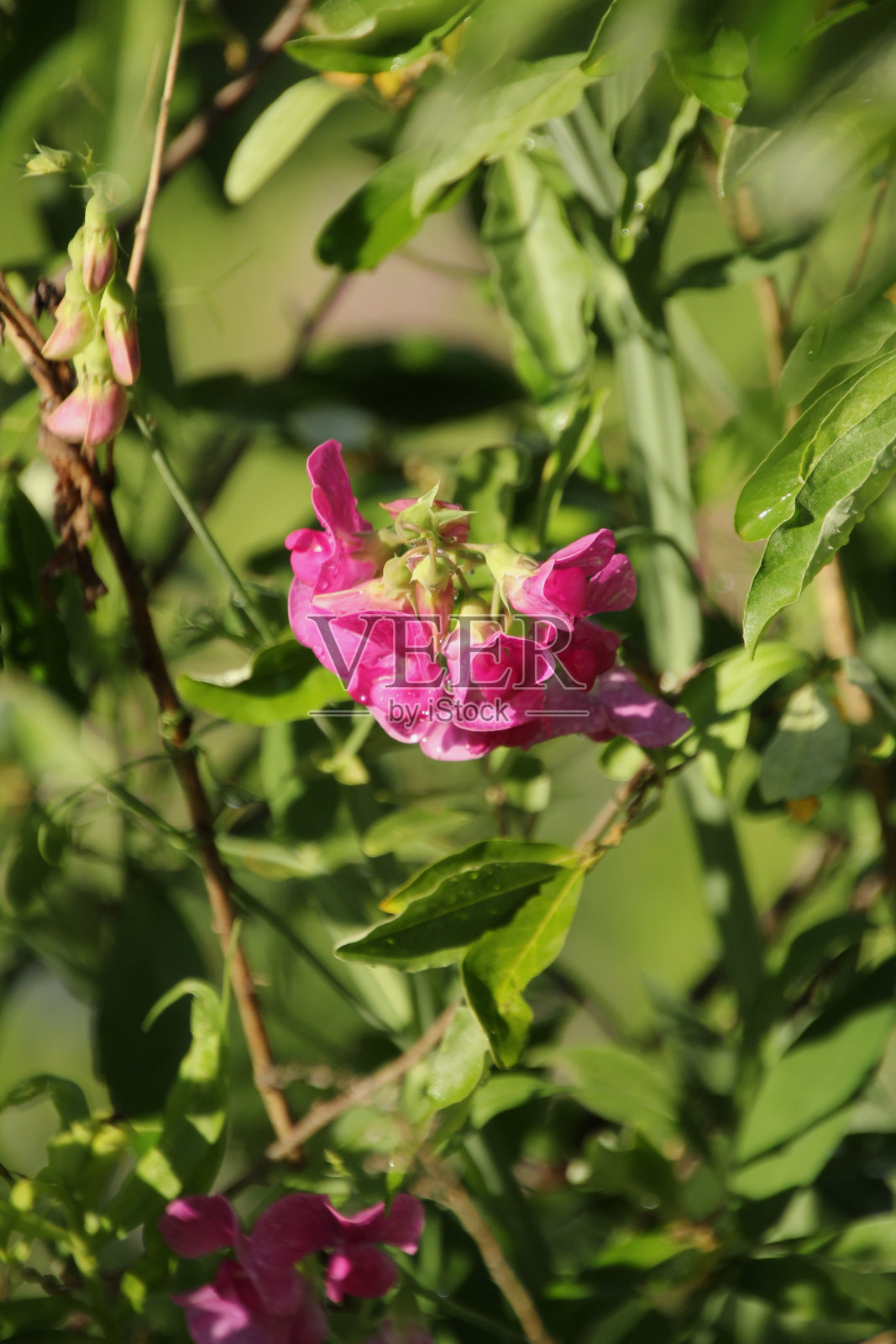 粉红花朵上的露珠照片摄影图片