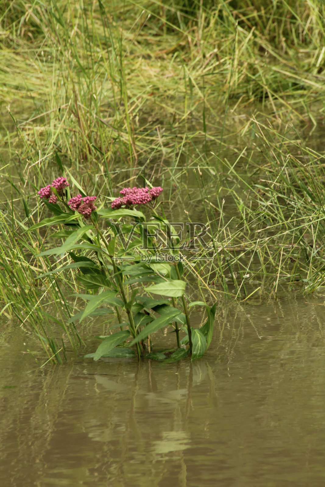 安然渡过洪水照片摄影图片