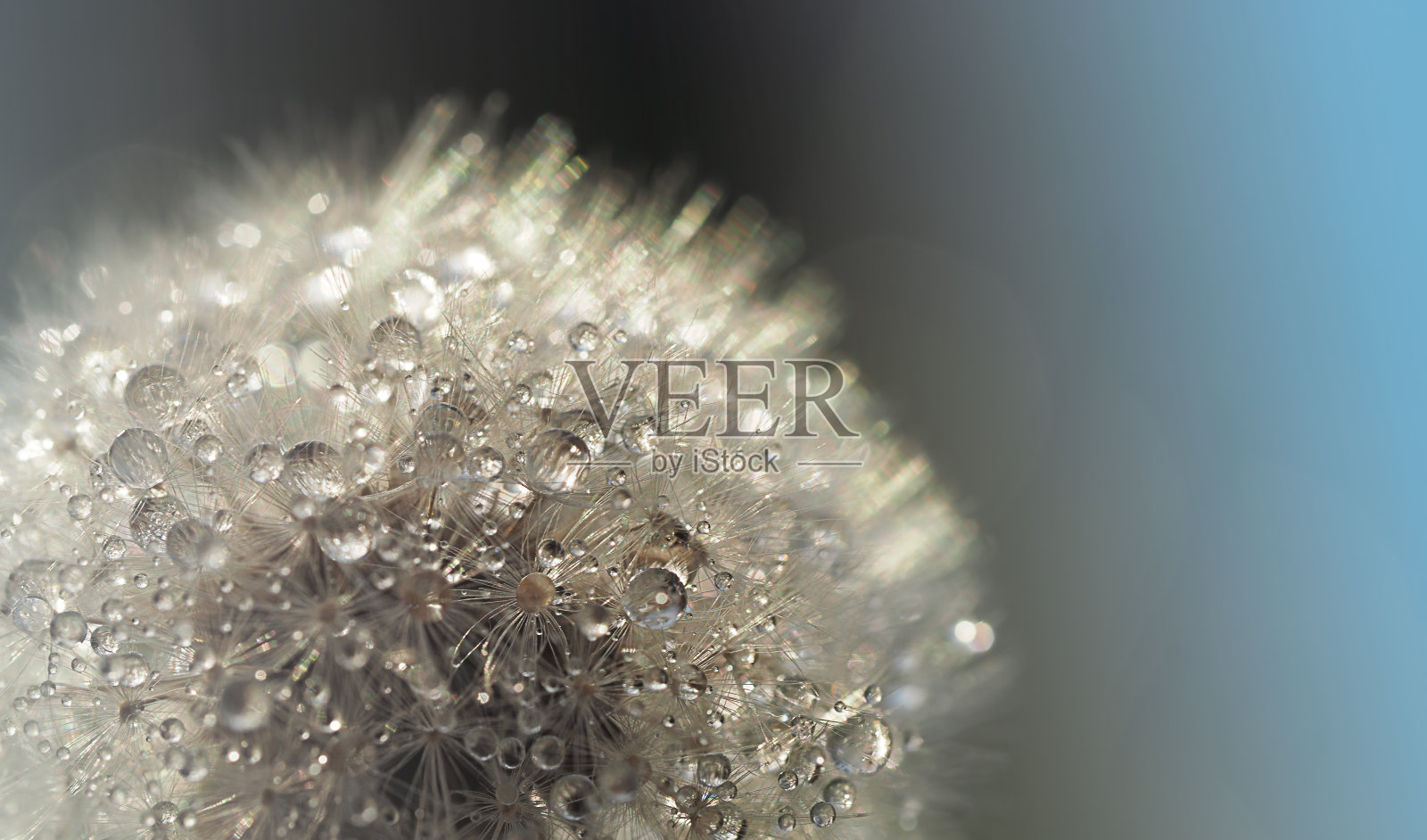 白色蓬松的蒲公英降落伞干花照片摄影图片