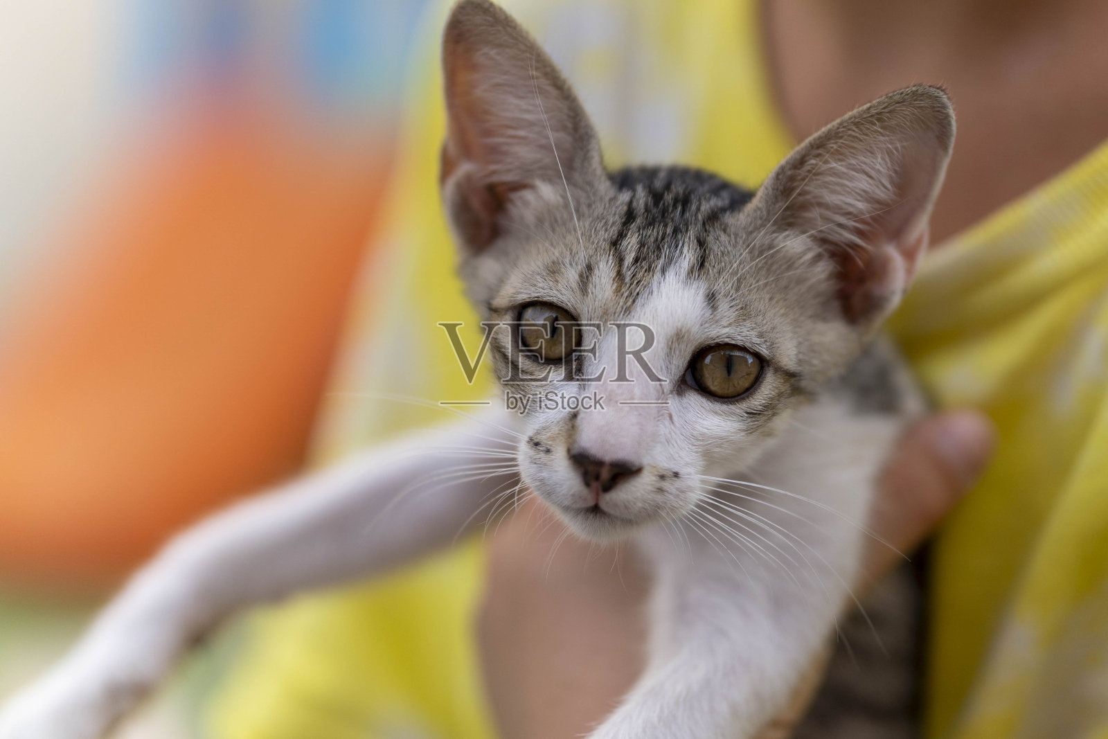 可爱的宠物猫依偎在孩子的怀里(选择性聚焦)照片摄影图片