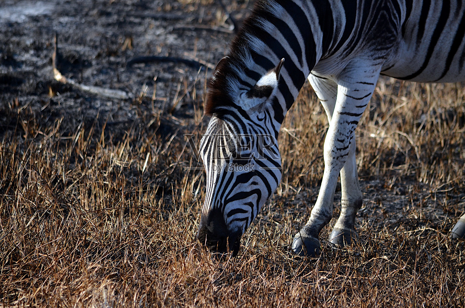 年轻的斑马吃草照片摄影图片