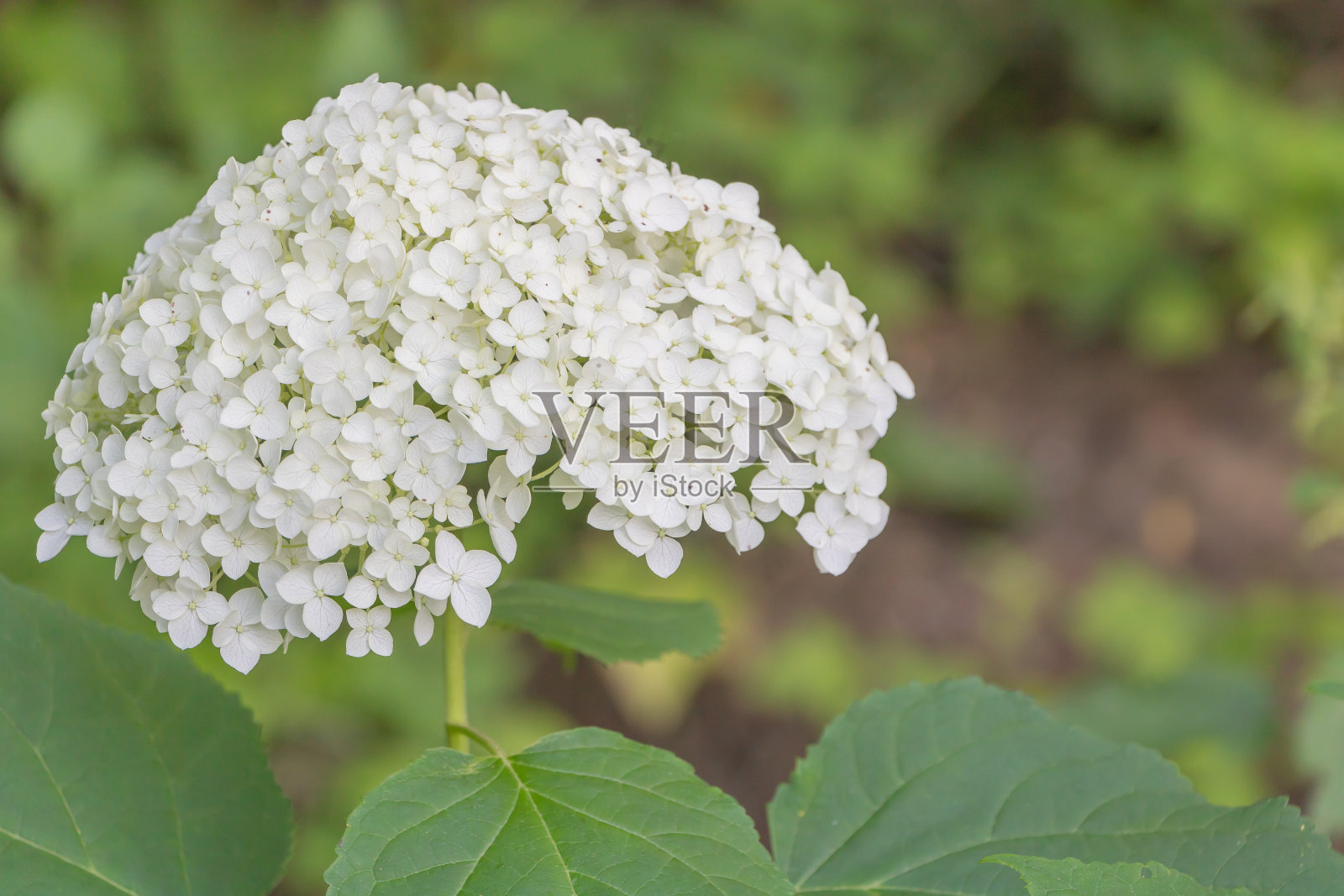 选择性聚焦拍摄在花园里盛开的白色绣球花照片摄影图片