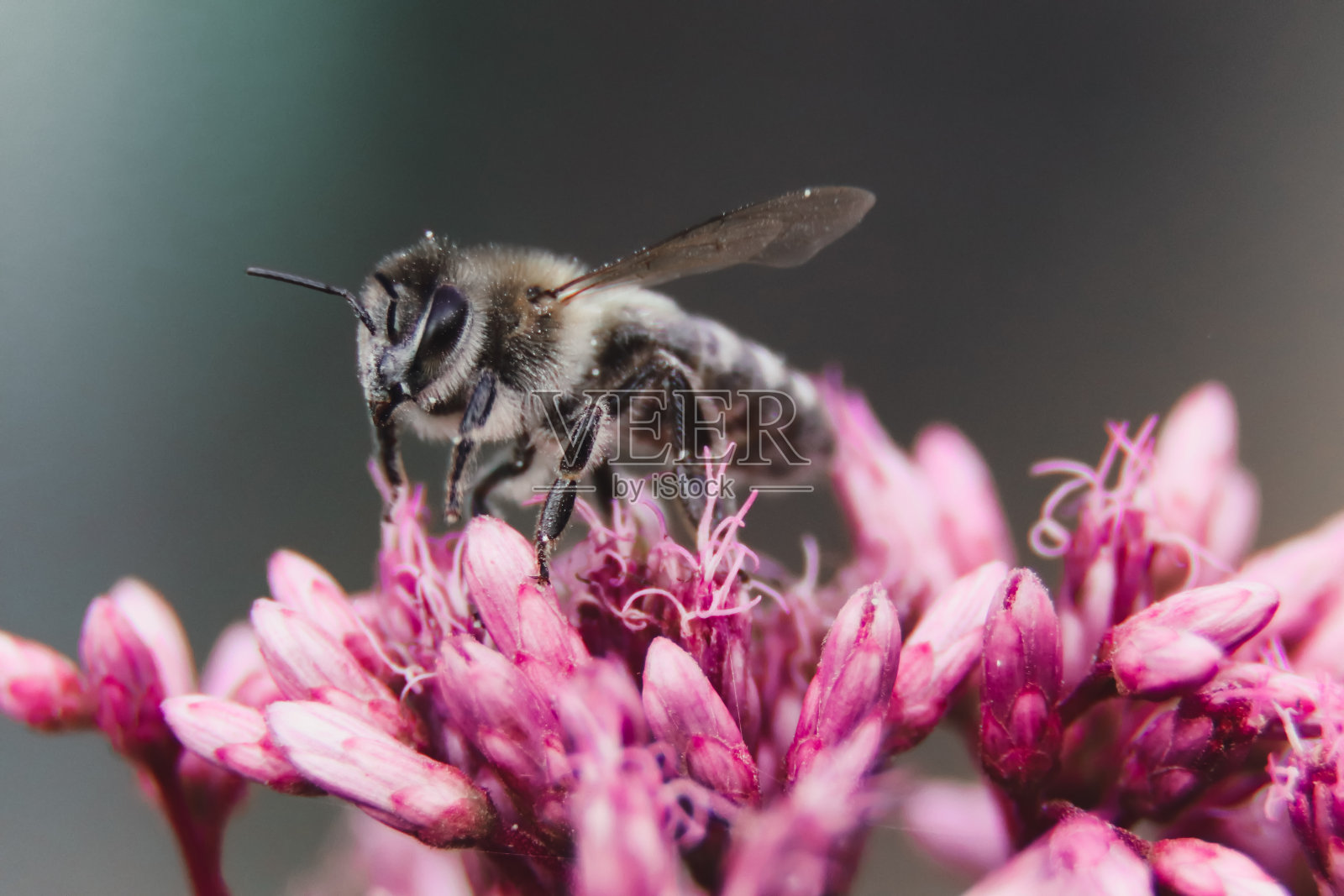 大黄蜂照片摄影图片