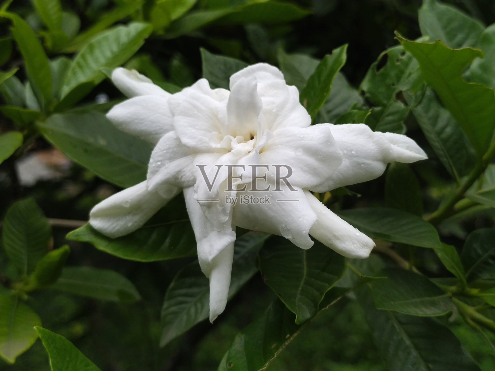 美丽的花的背景照片摄影图片