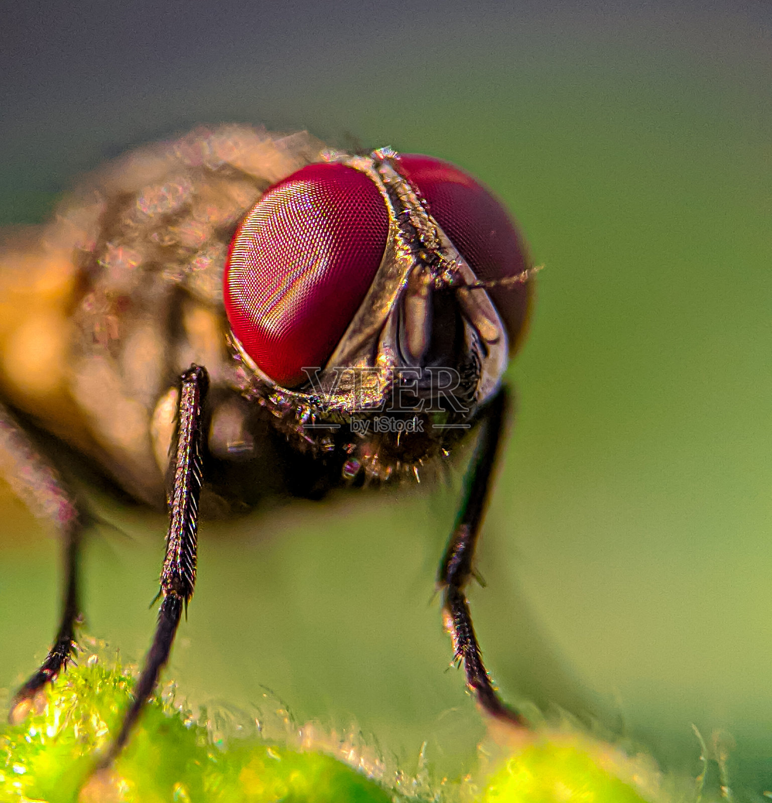 苍蝇的微距照片照片摄影图片