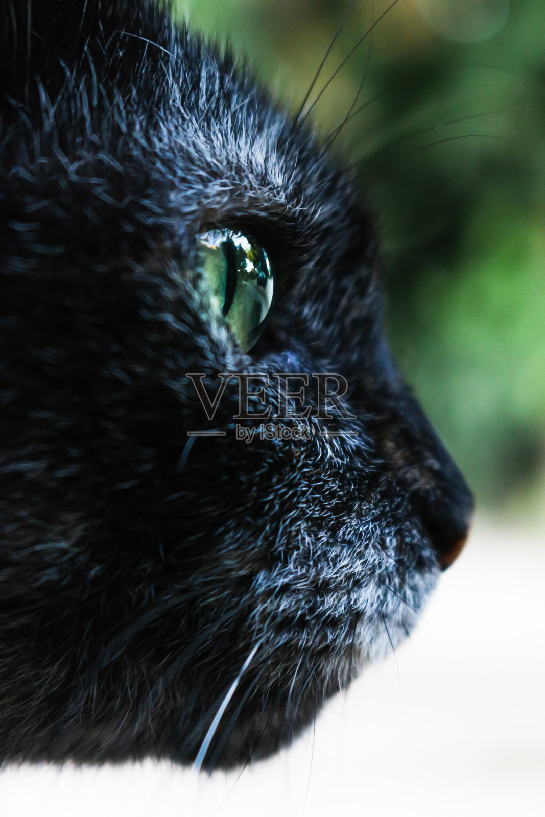 特写黑猫照片摄影图片